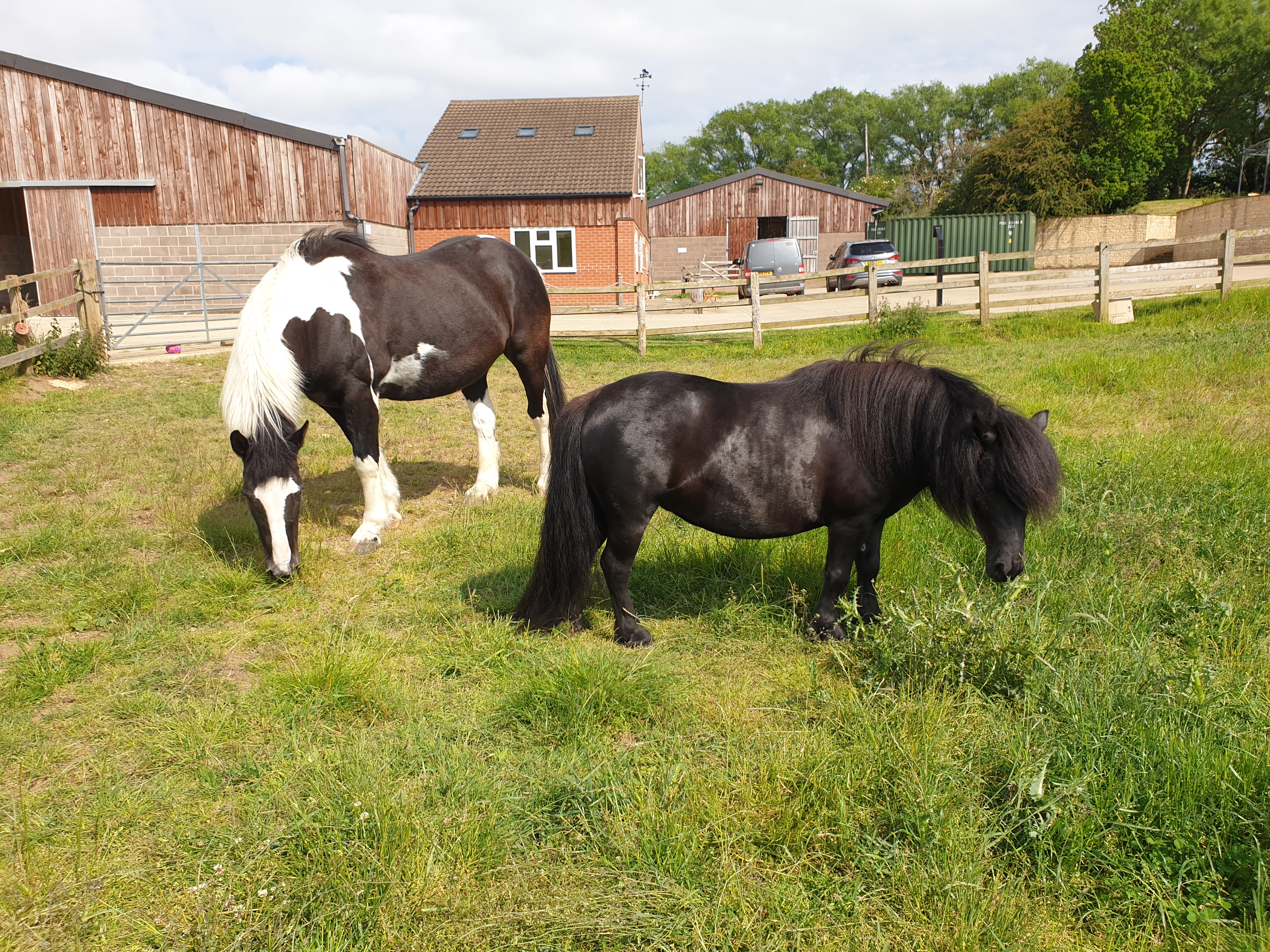 The Not-So-Secret Diary of Diva the Shetland Pony - Not Quite as Planned