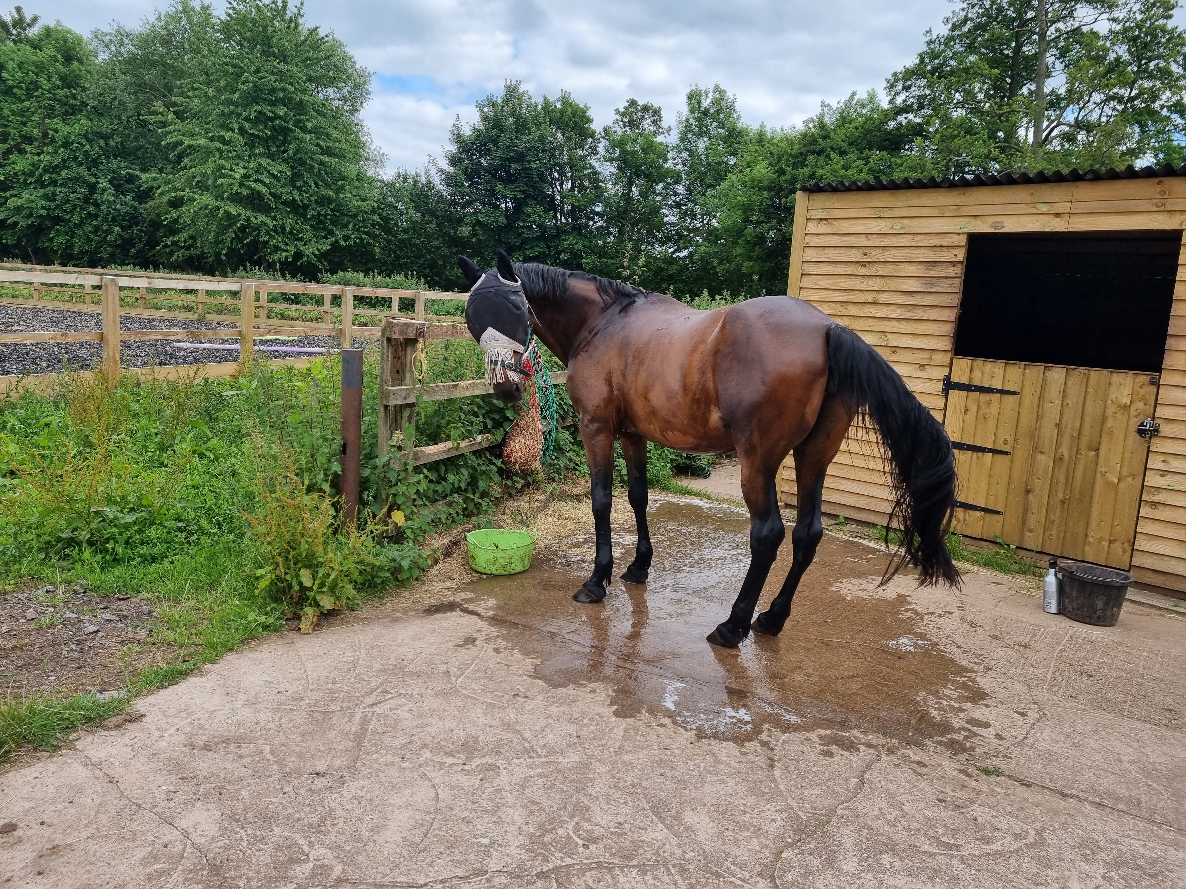 Horse wash