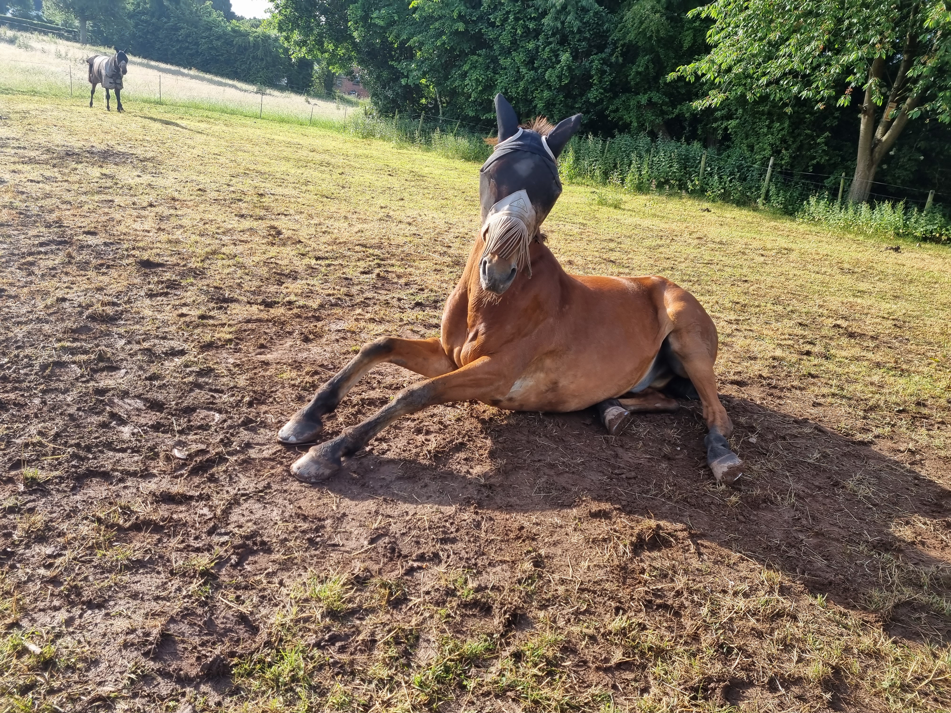 Horse in the mud