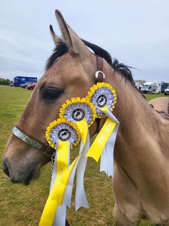 Horse with medals