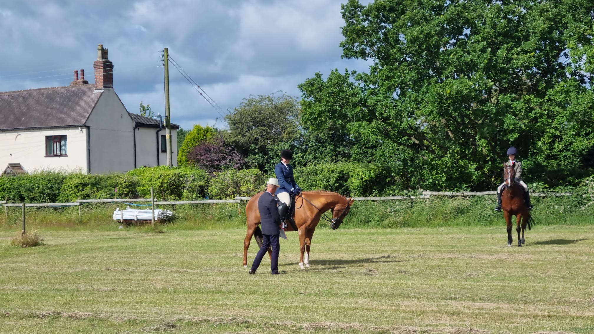 Horse in show