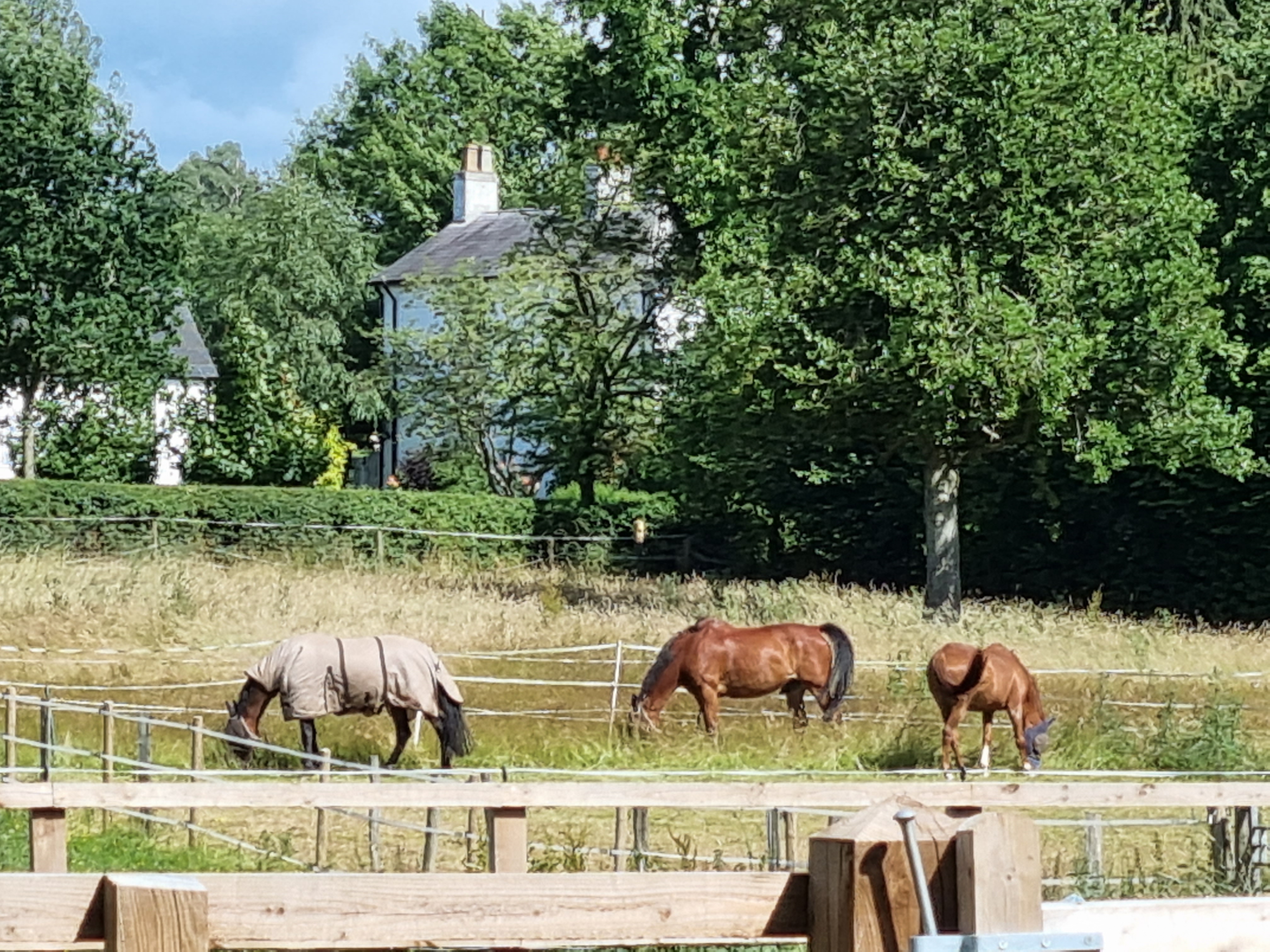 Horses relaxing