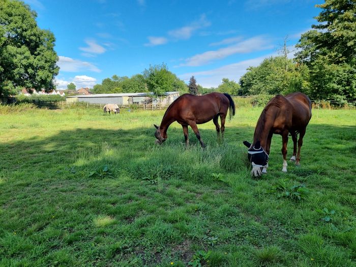 Horses in the field