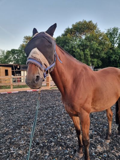 Horse mask