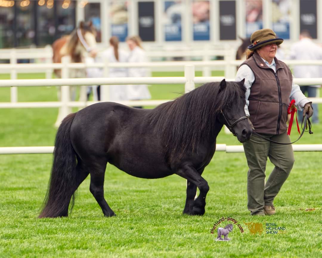 Brown horse