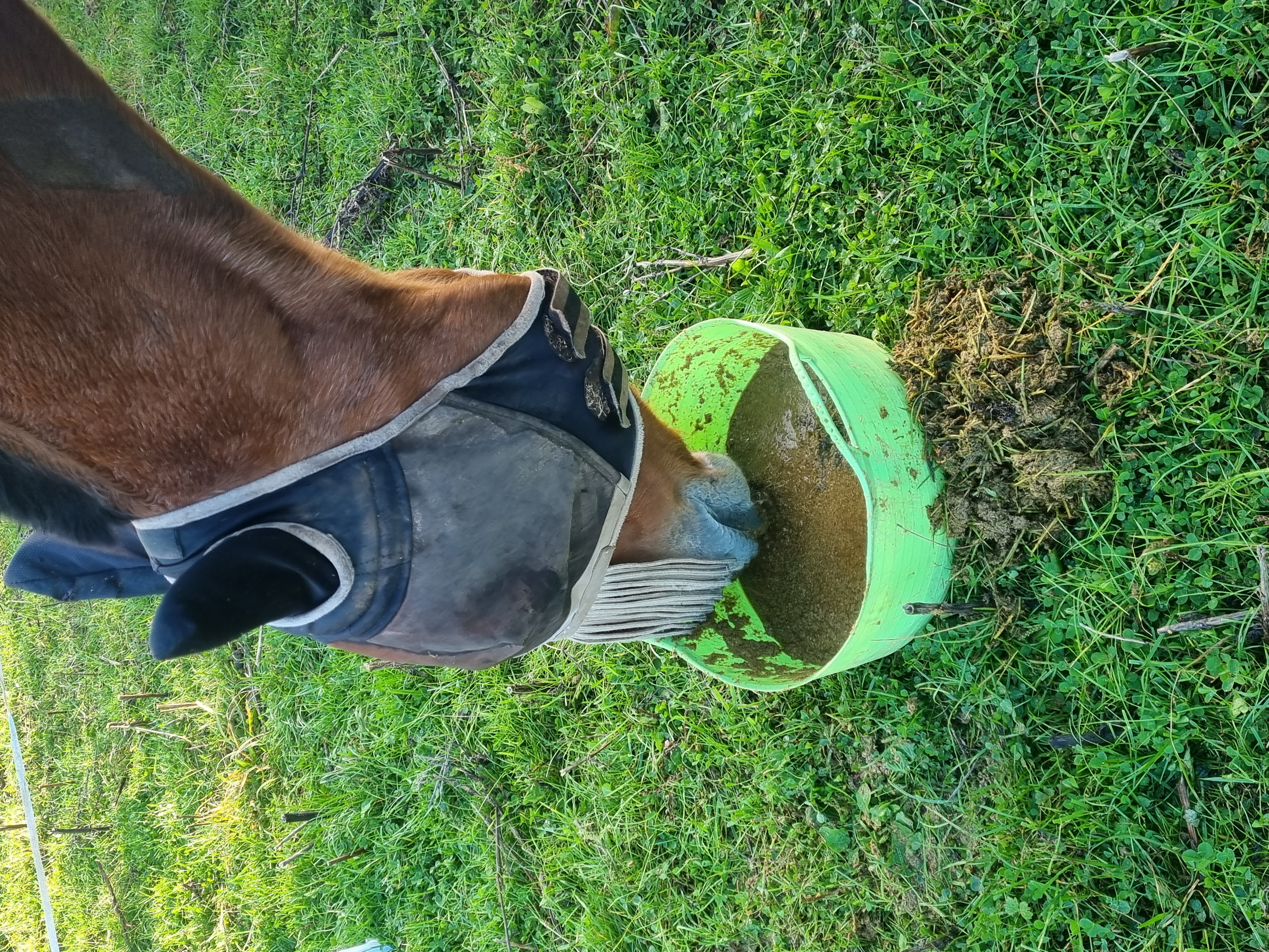 Horse eating