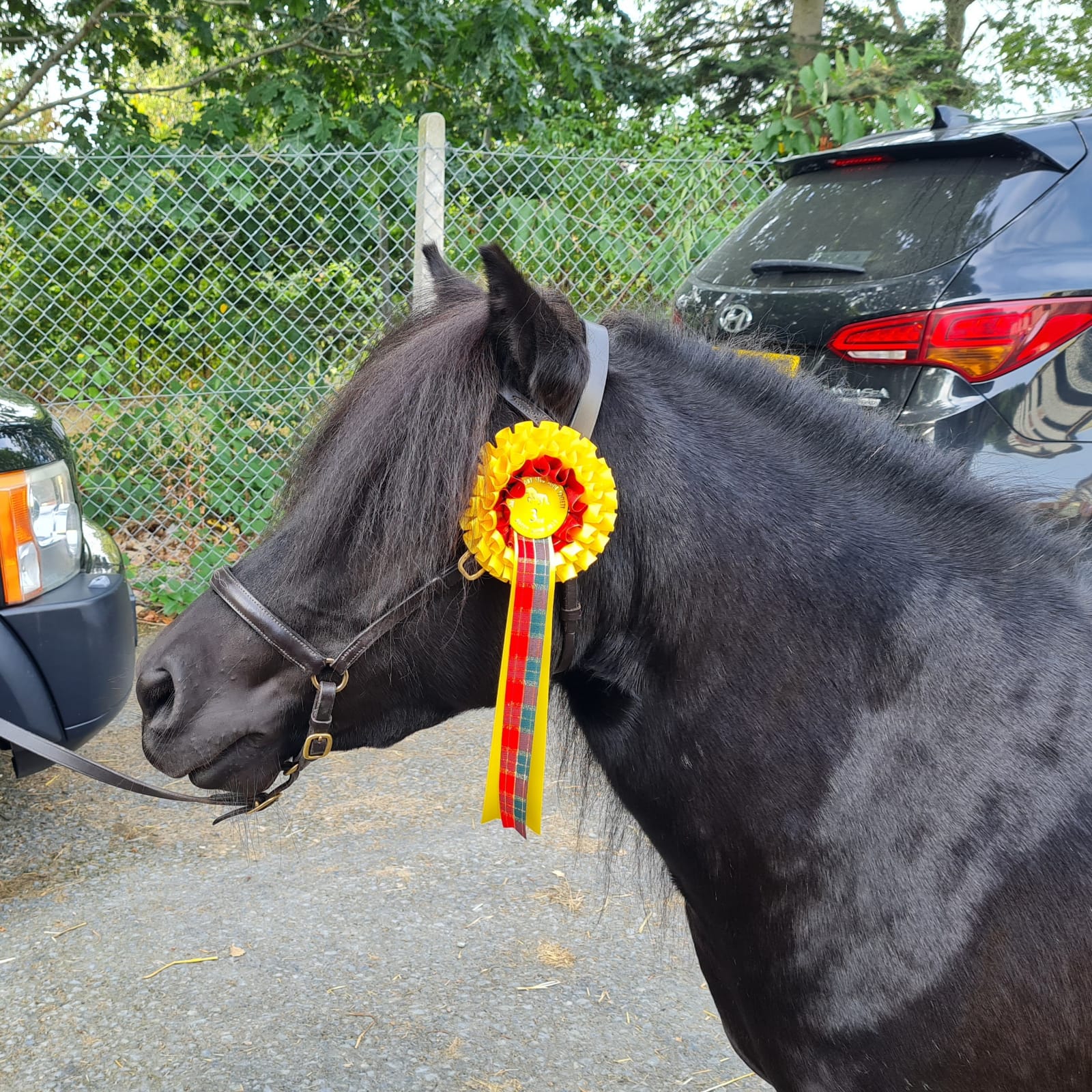 Horse with ribbon on head