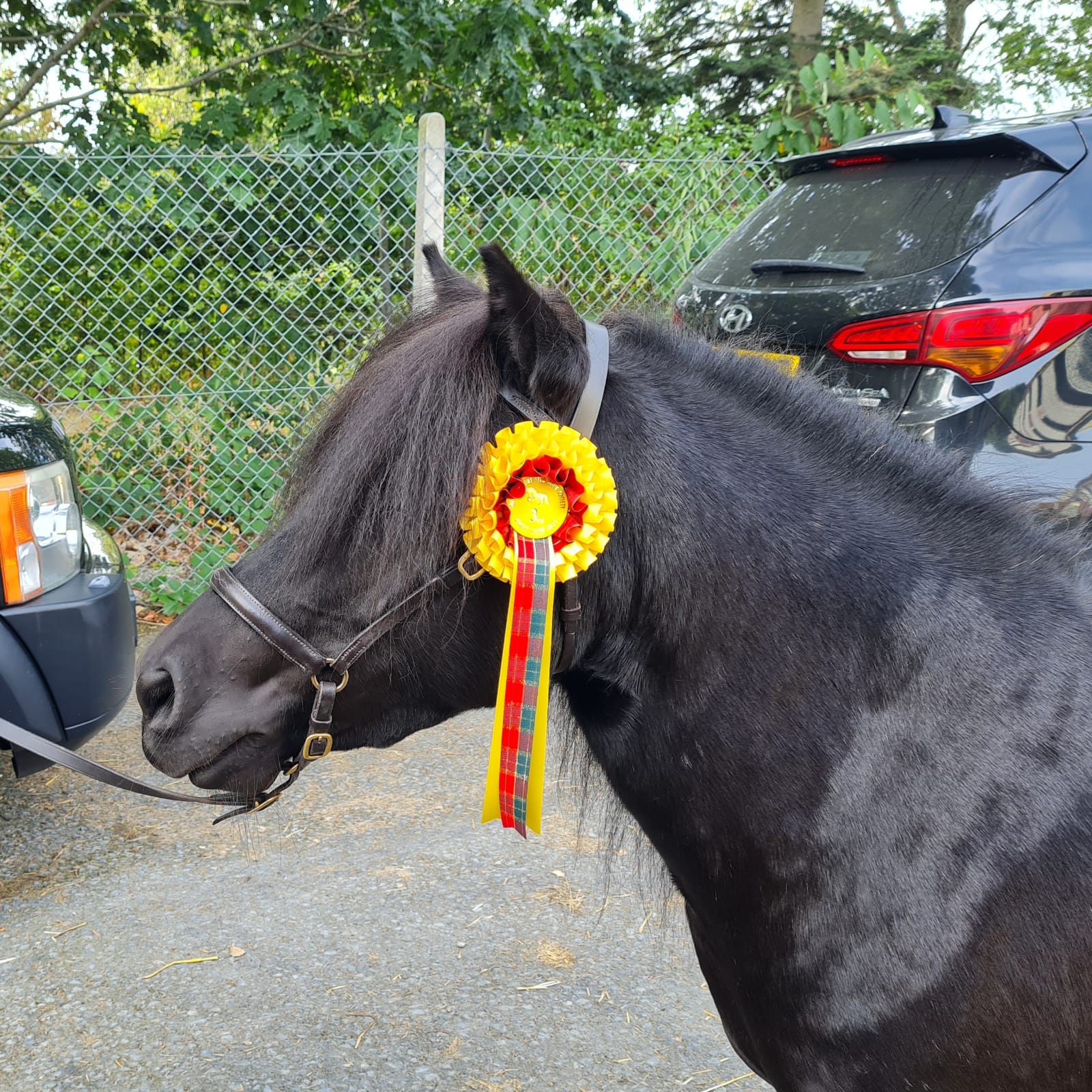 Horse with ribbon on head