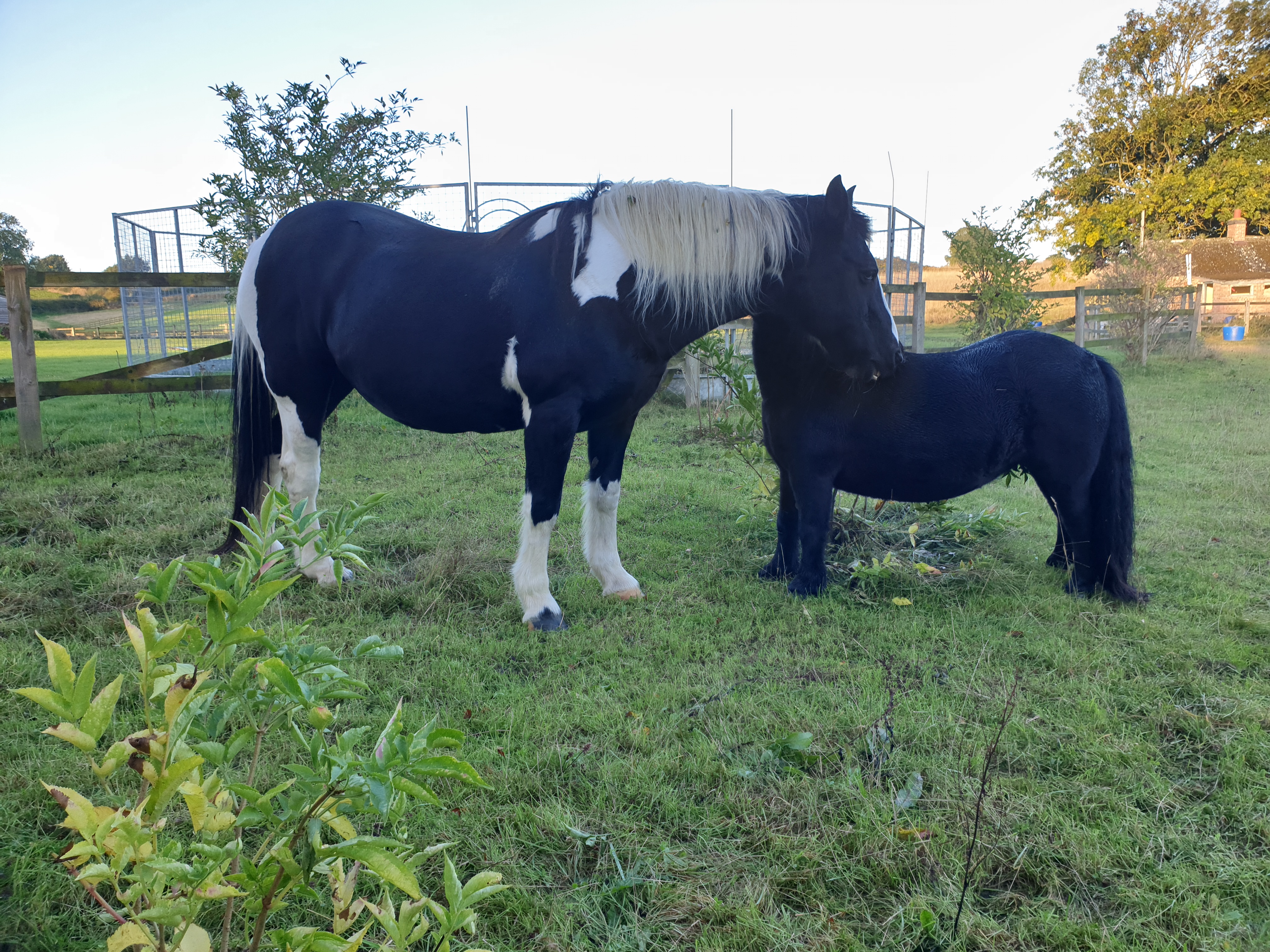 Two horses together