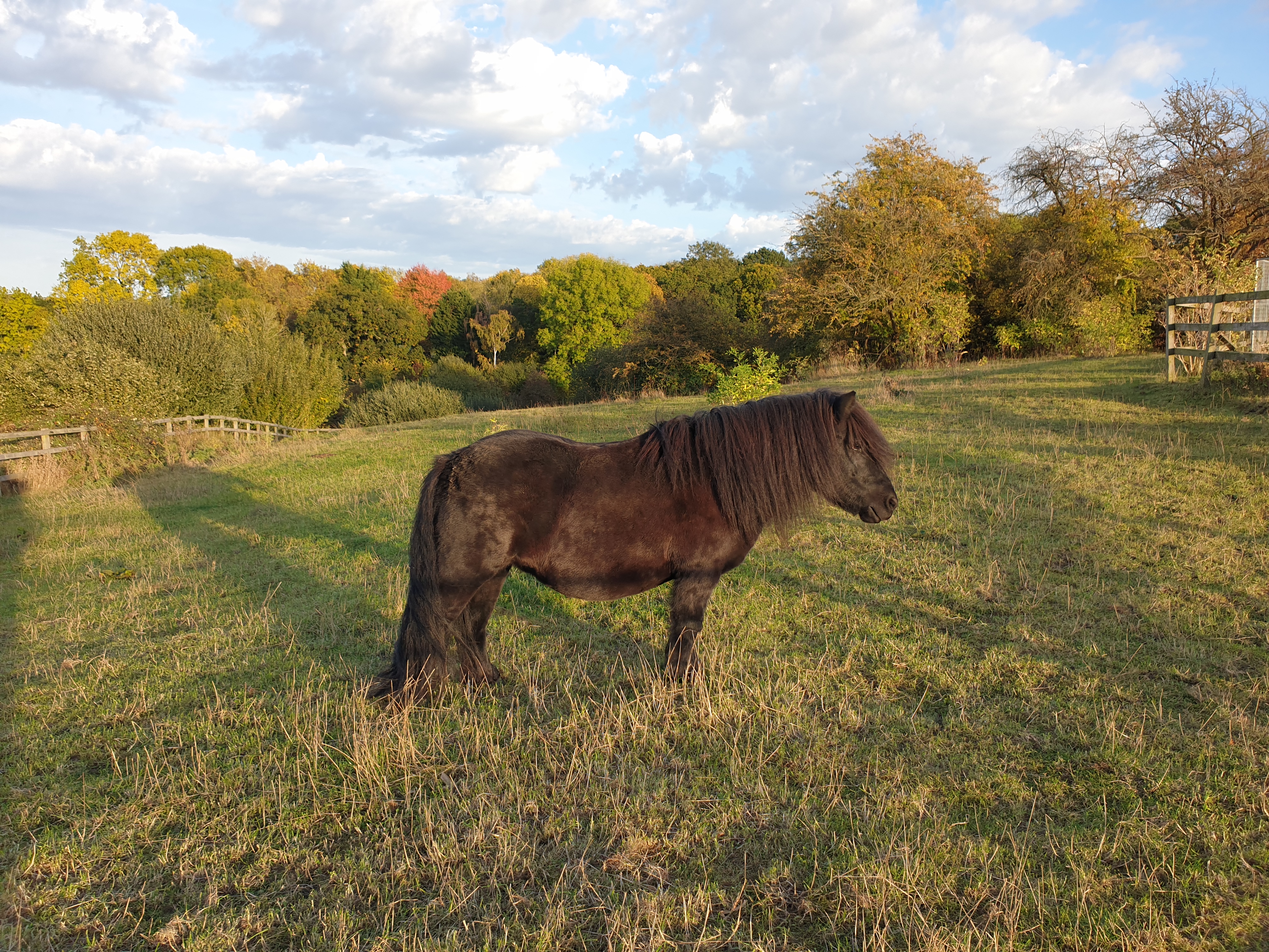 Horse in field