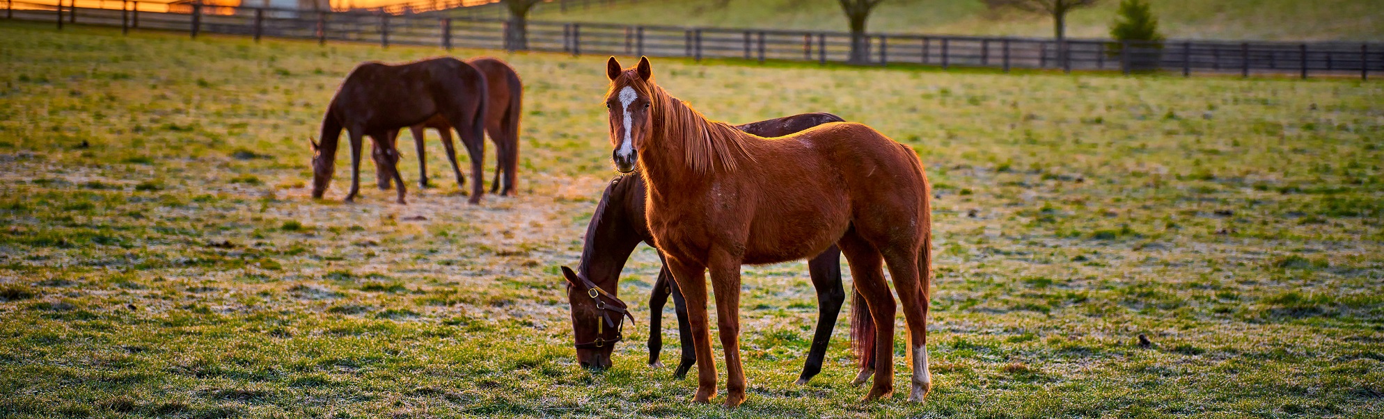 Horses in field