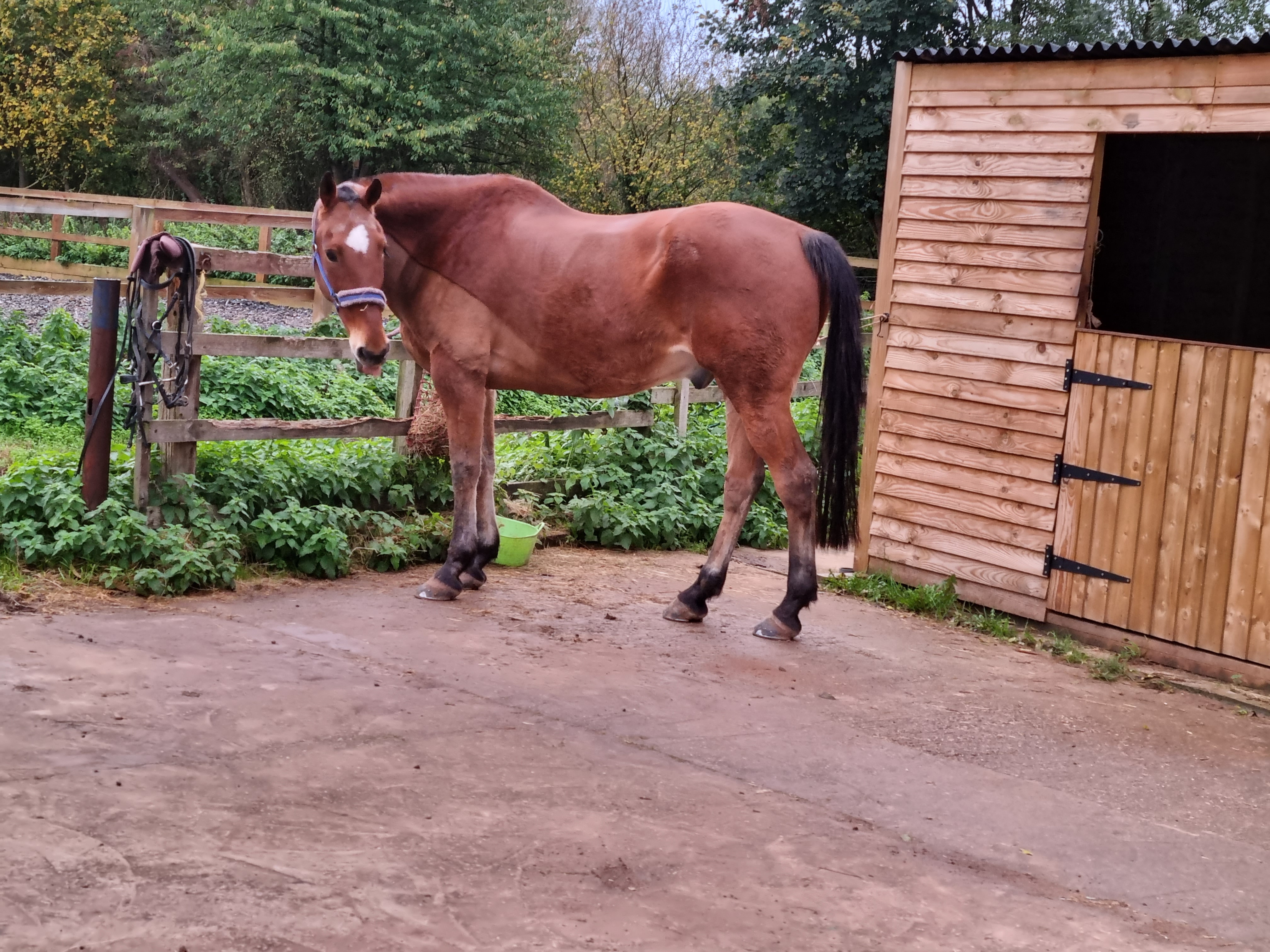 Brown horse standing up