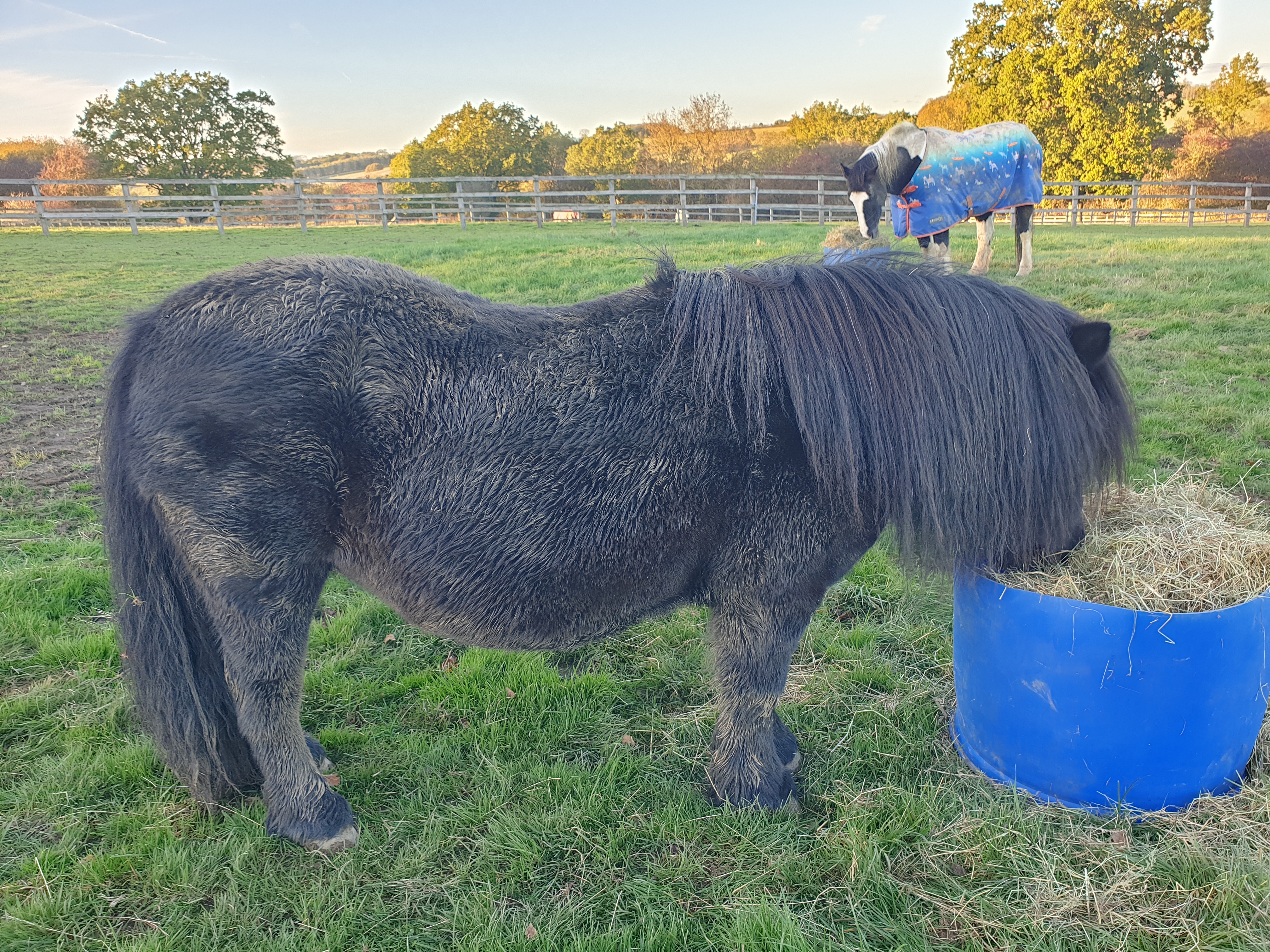 Black pony eating