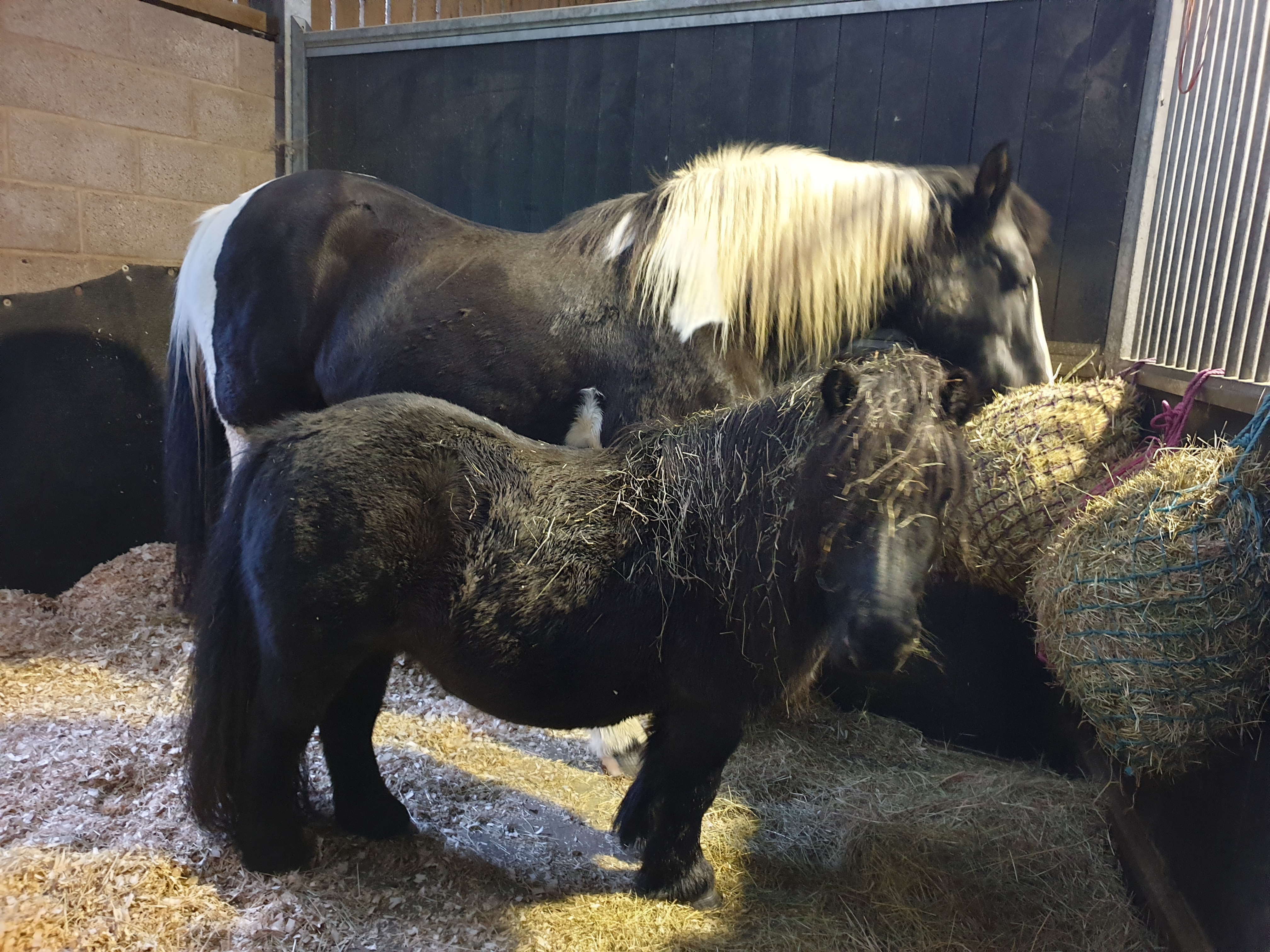 Pony and Horse Eating