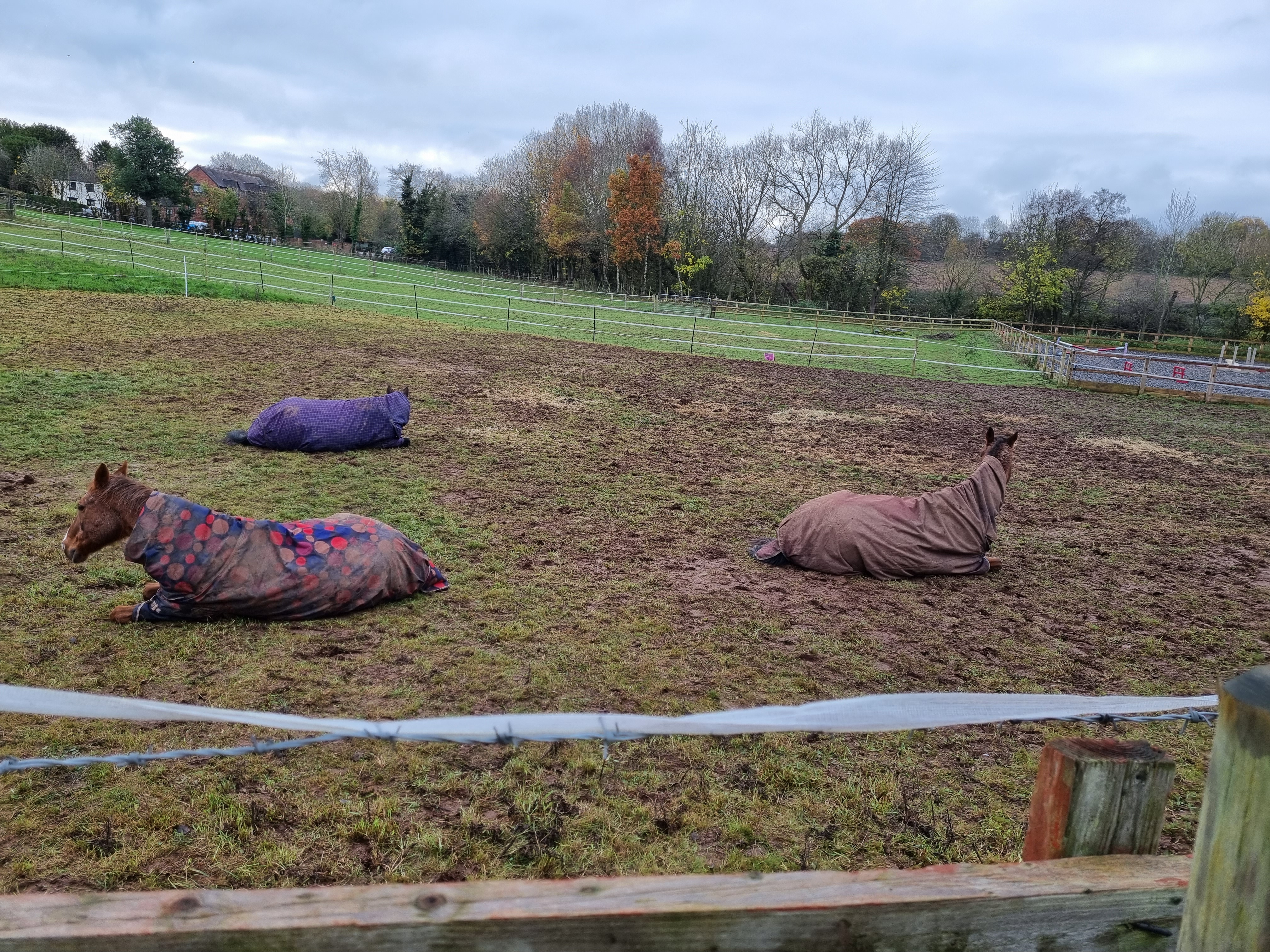 Horses laying down