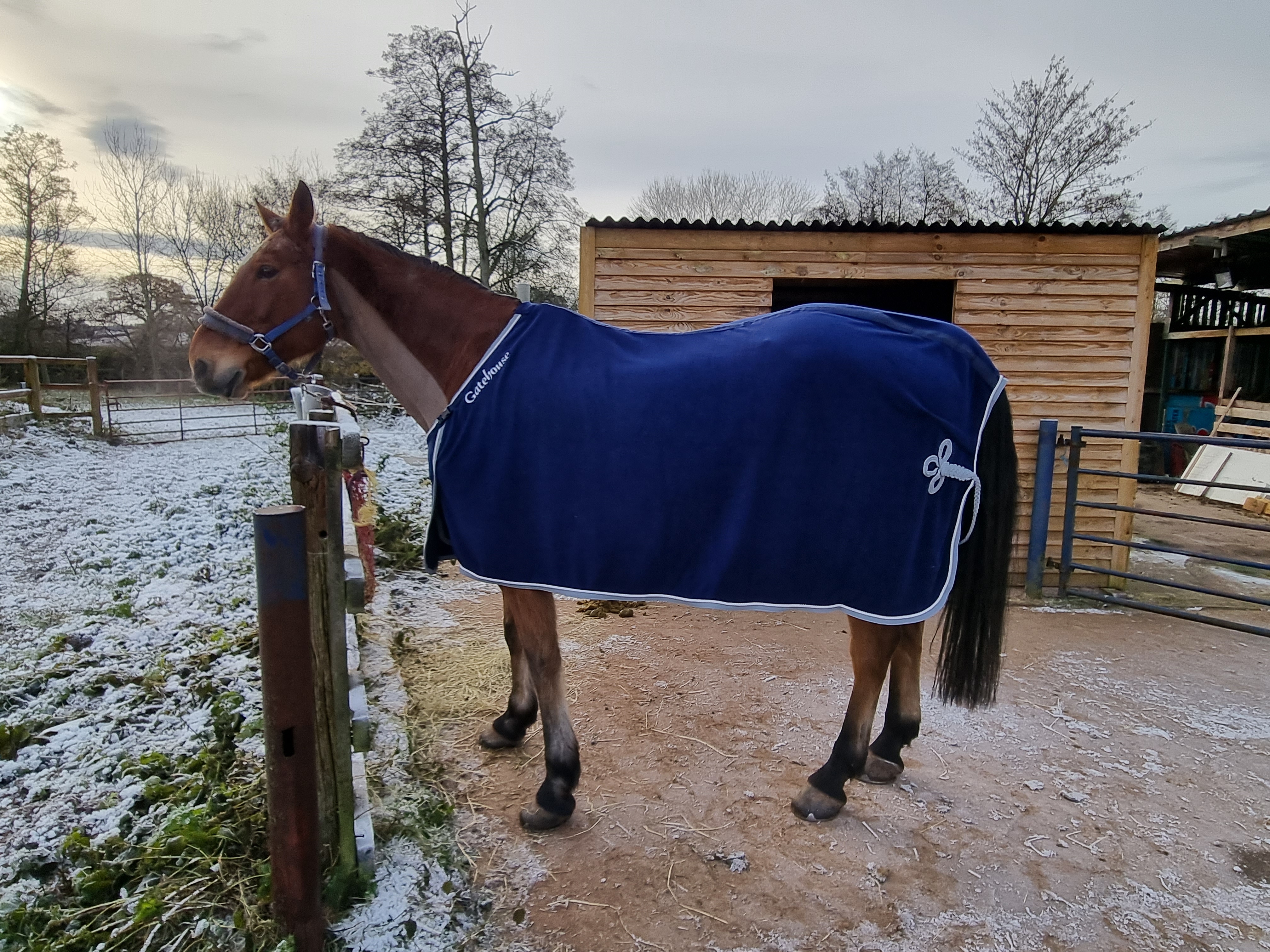 Horse in coat