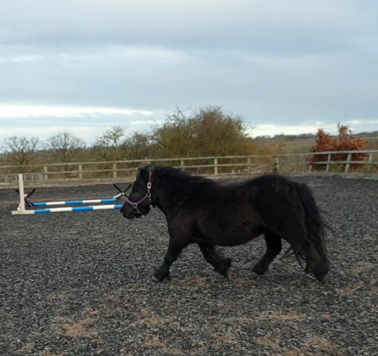 Horse in field