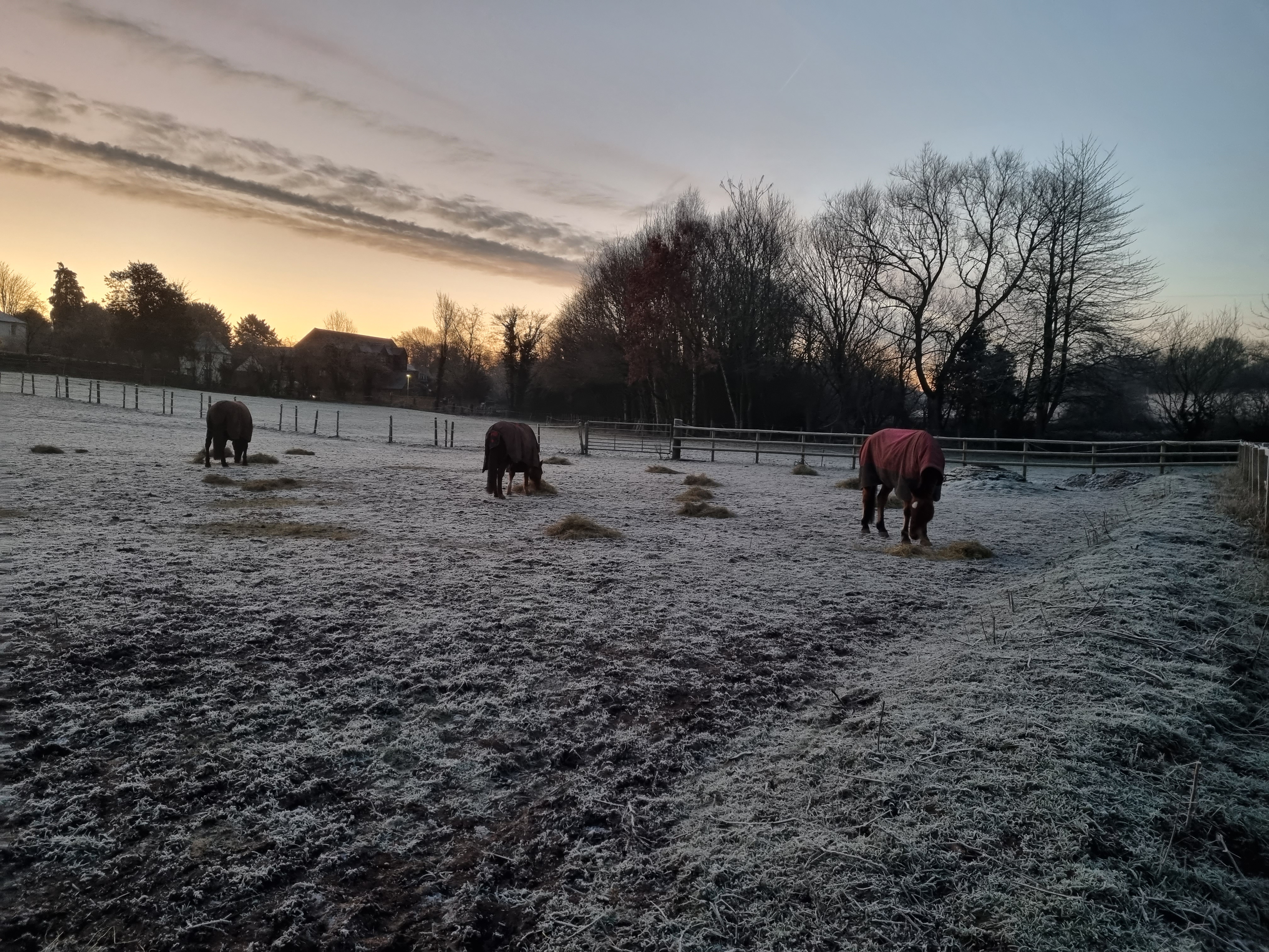 Cold day with horses