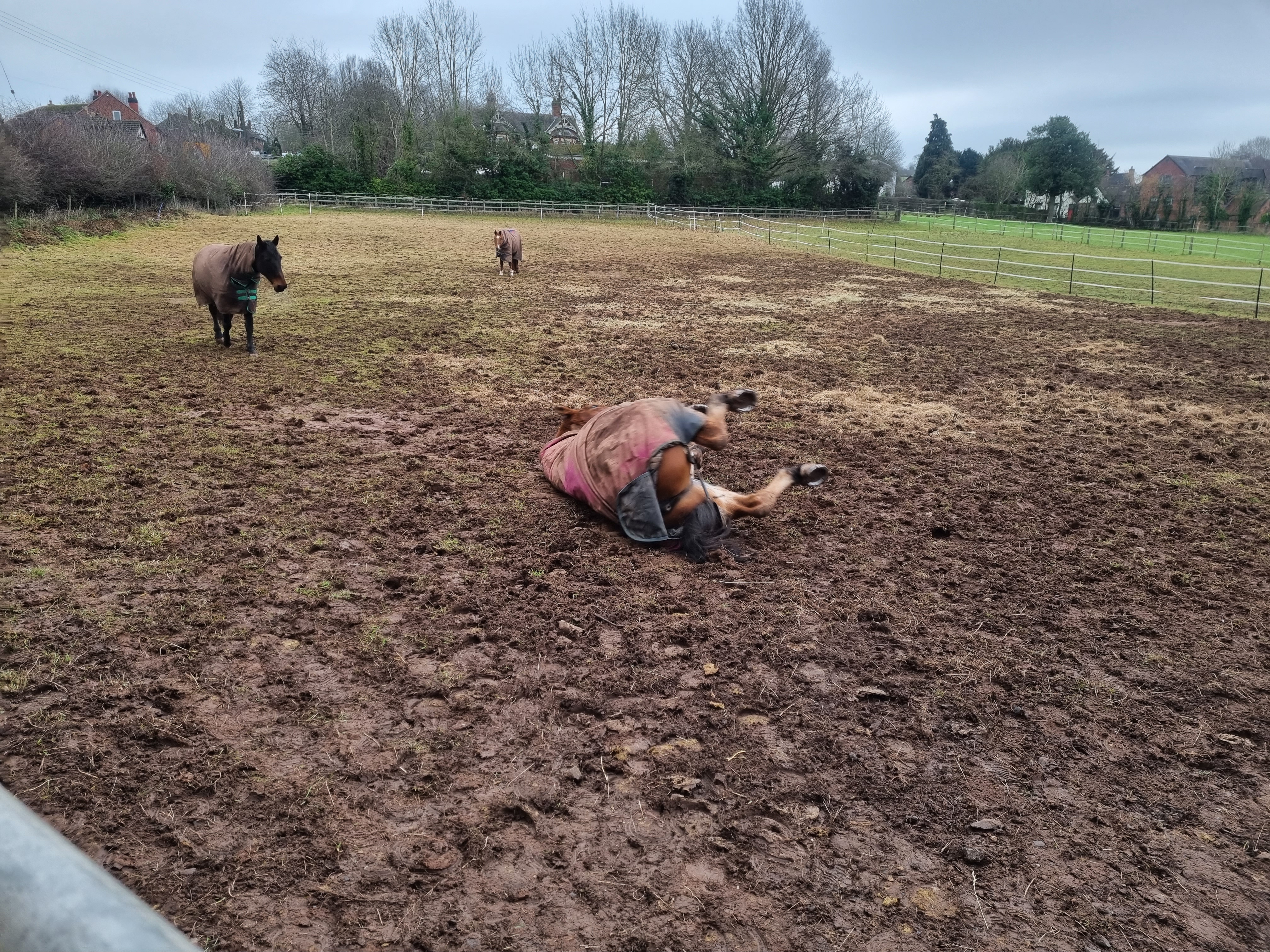 Horse in field