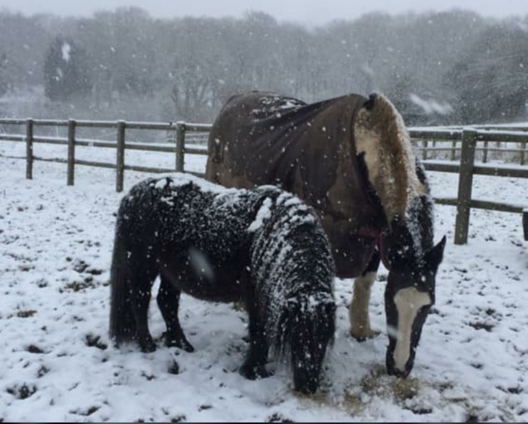 Horses in snow