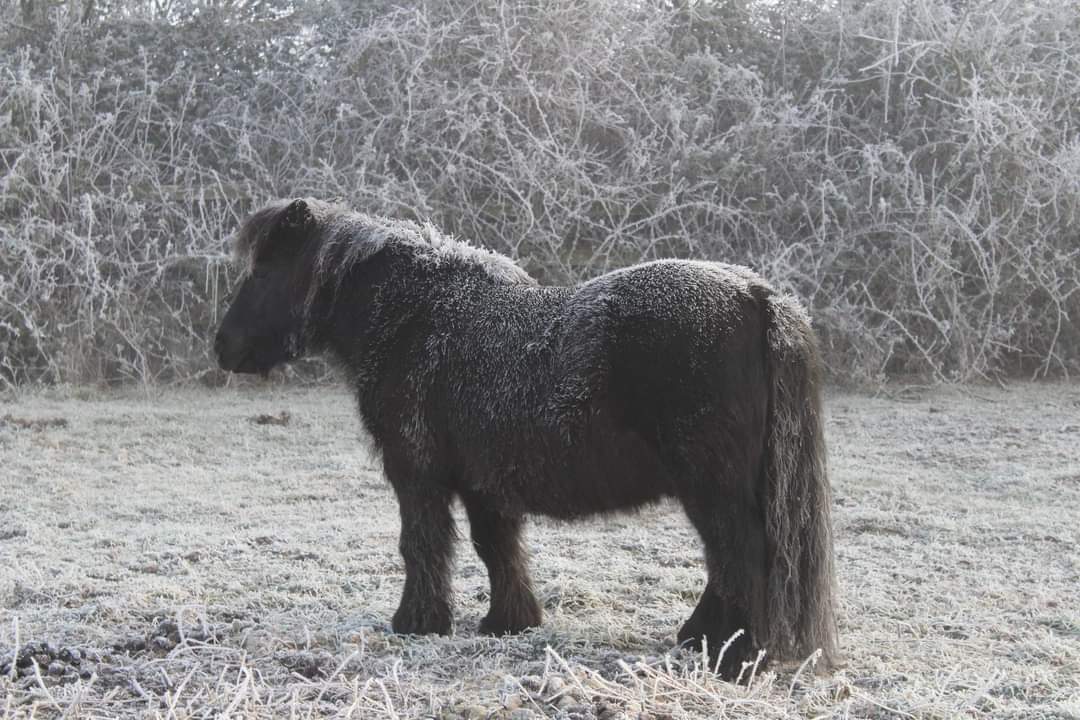 The Not-So-Secret Diary of Diva the Shetland Pony - It’s Blooming Cold!
