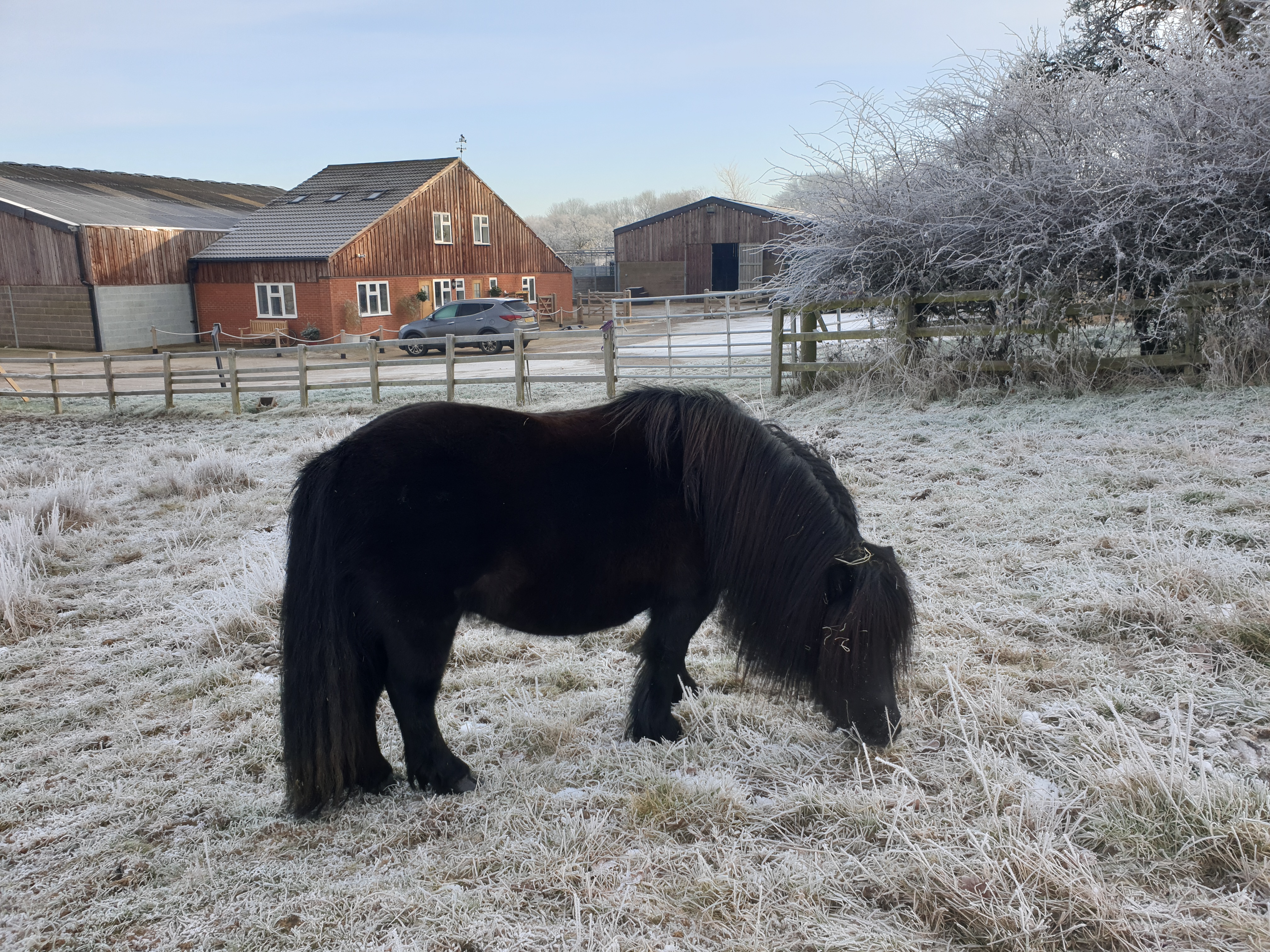 Horse in field