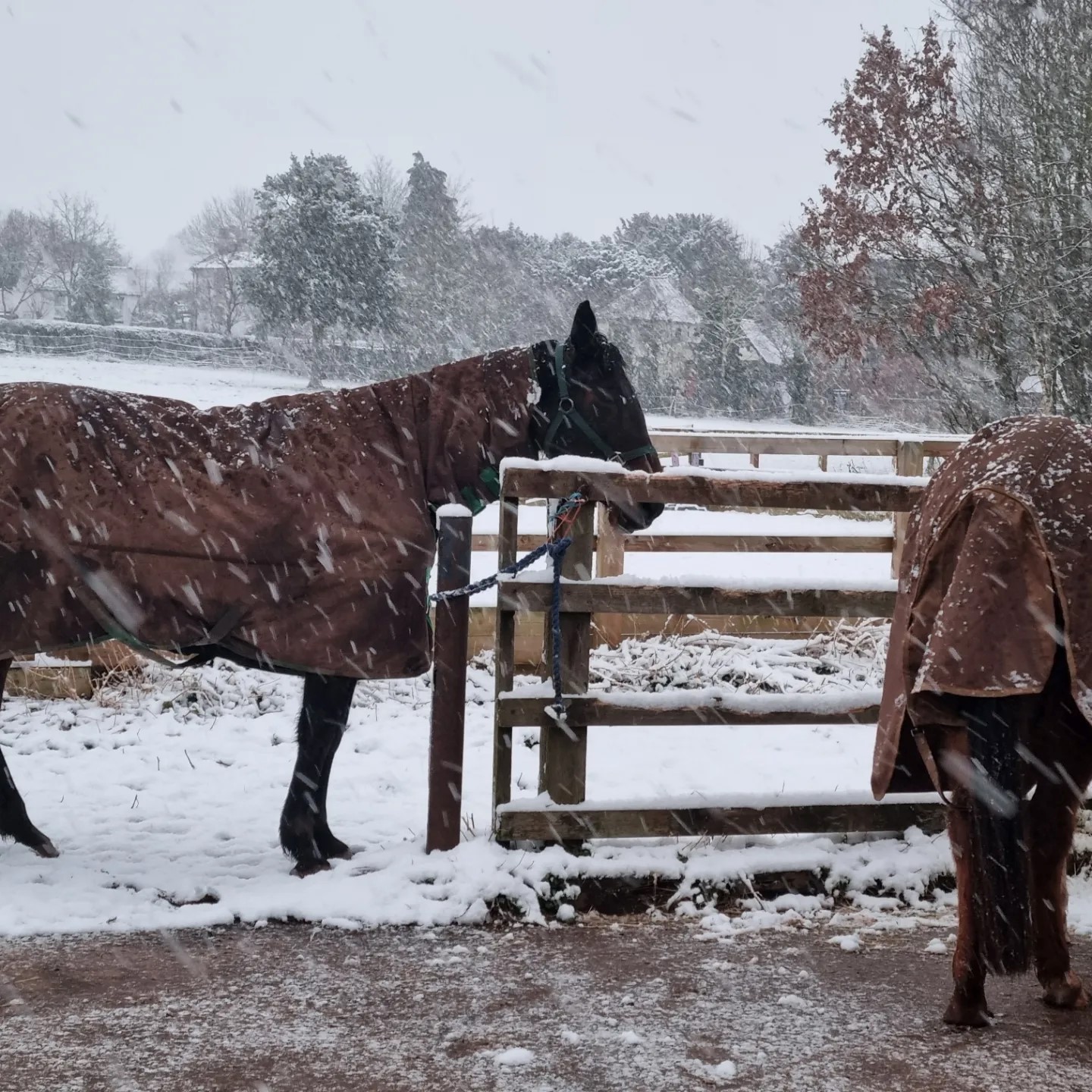 Horse in snow