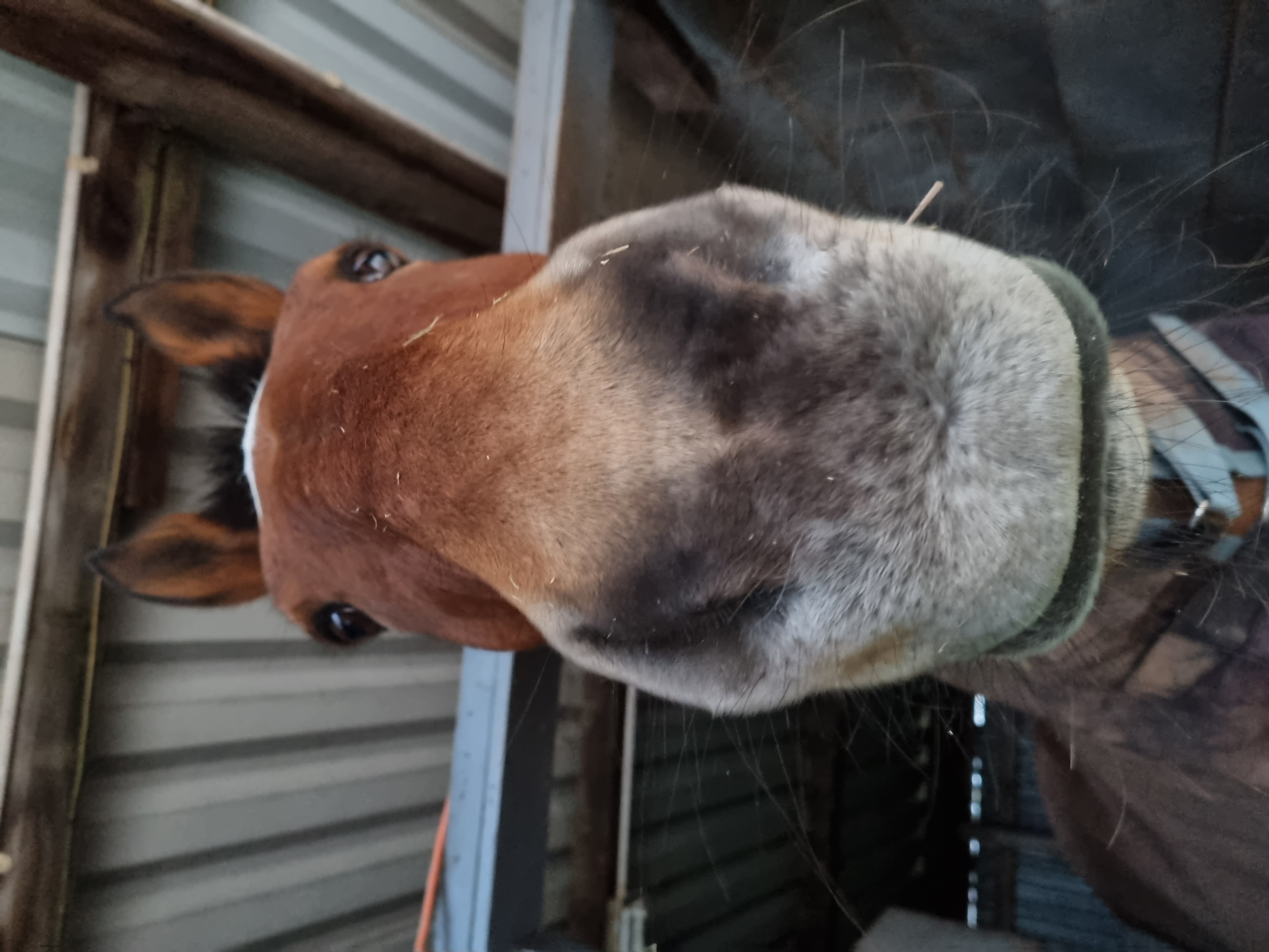 Horse nose