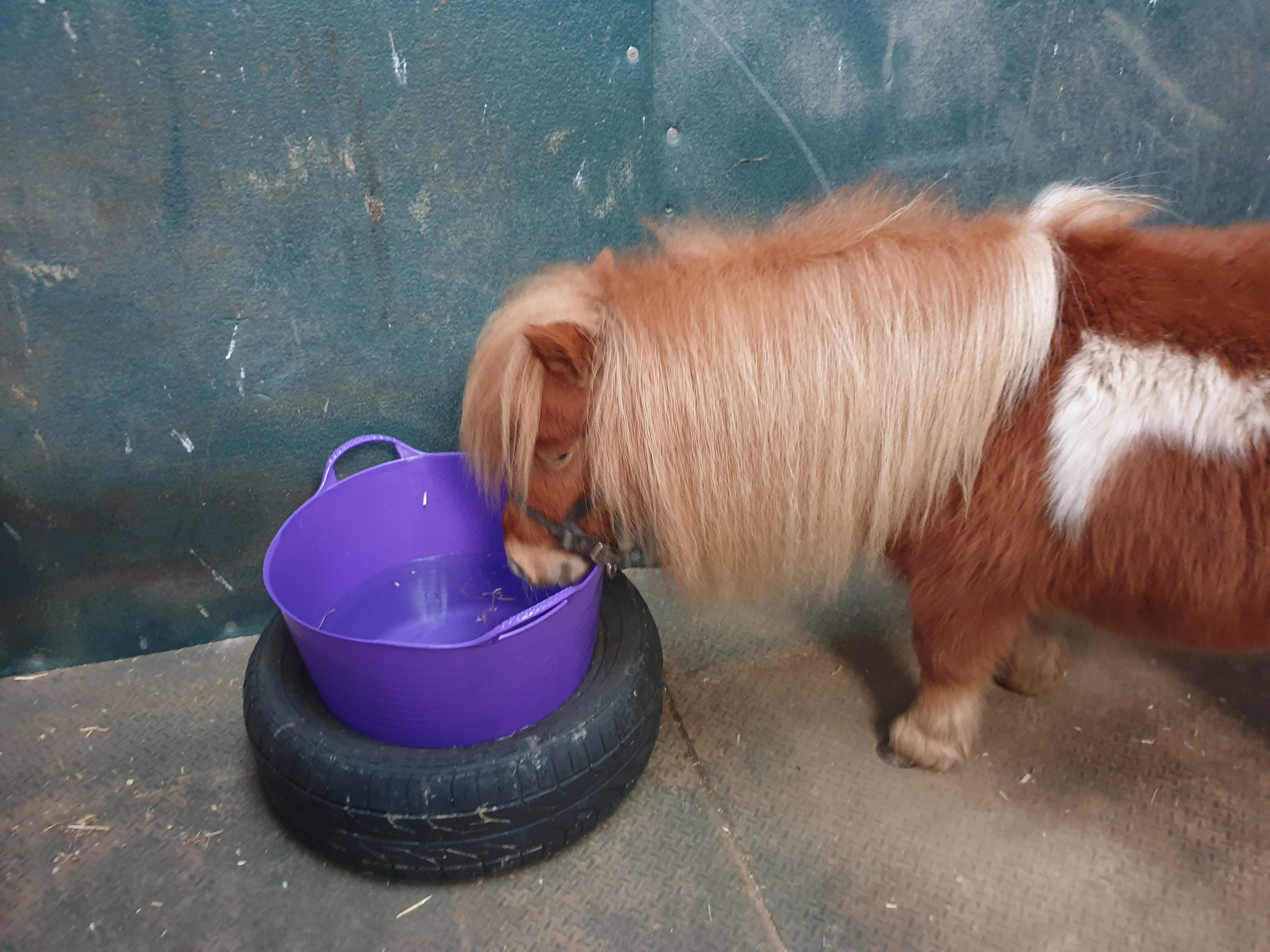 Pony drinking