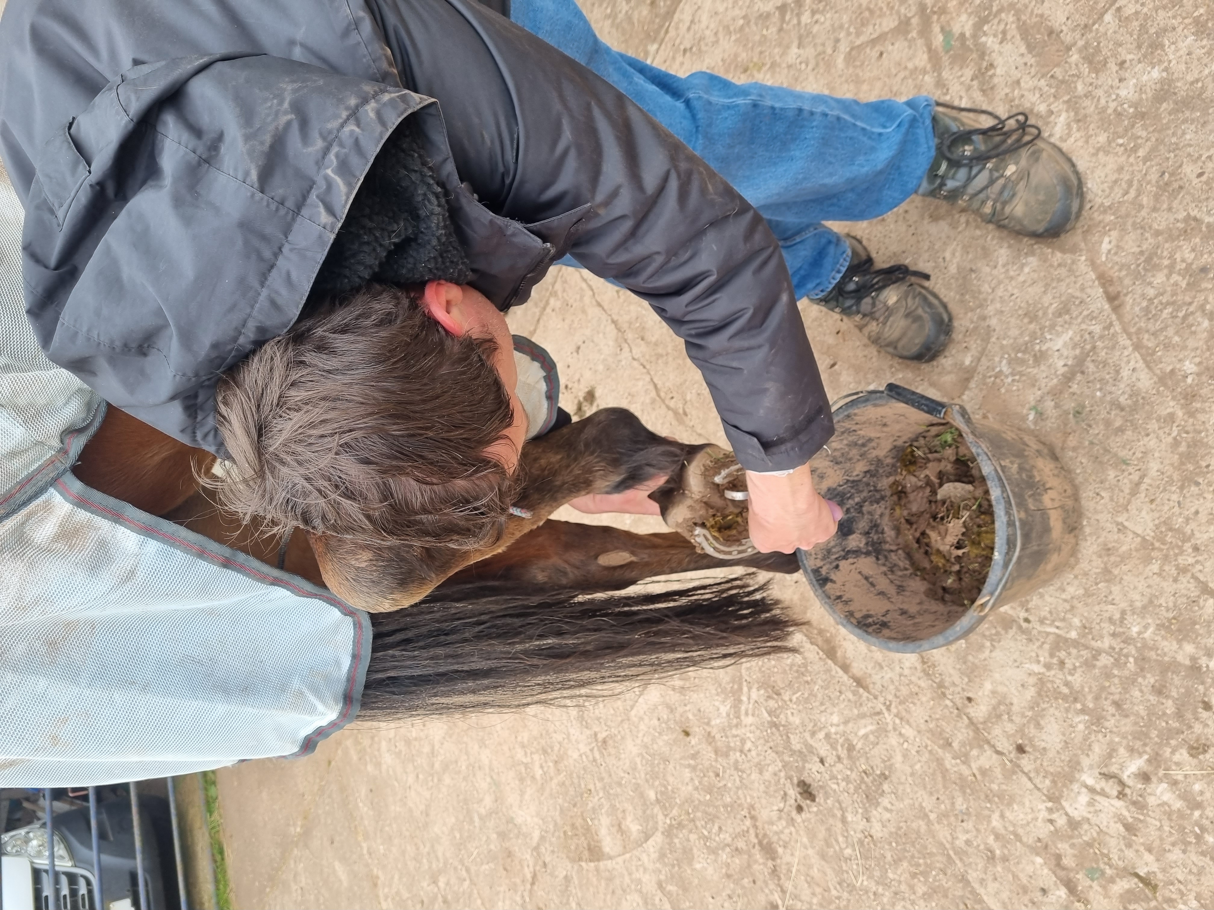 Man cleaning horse