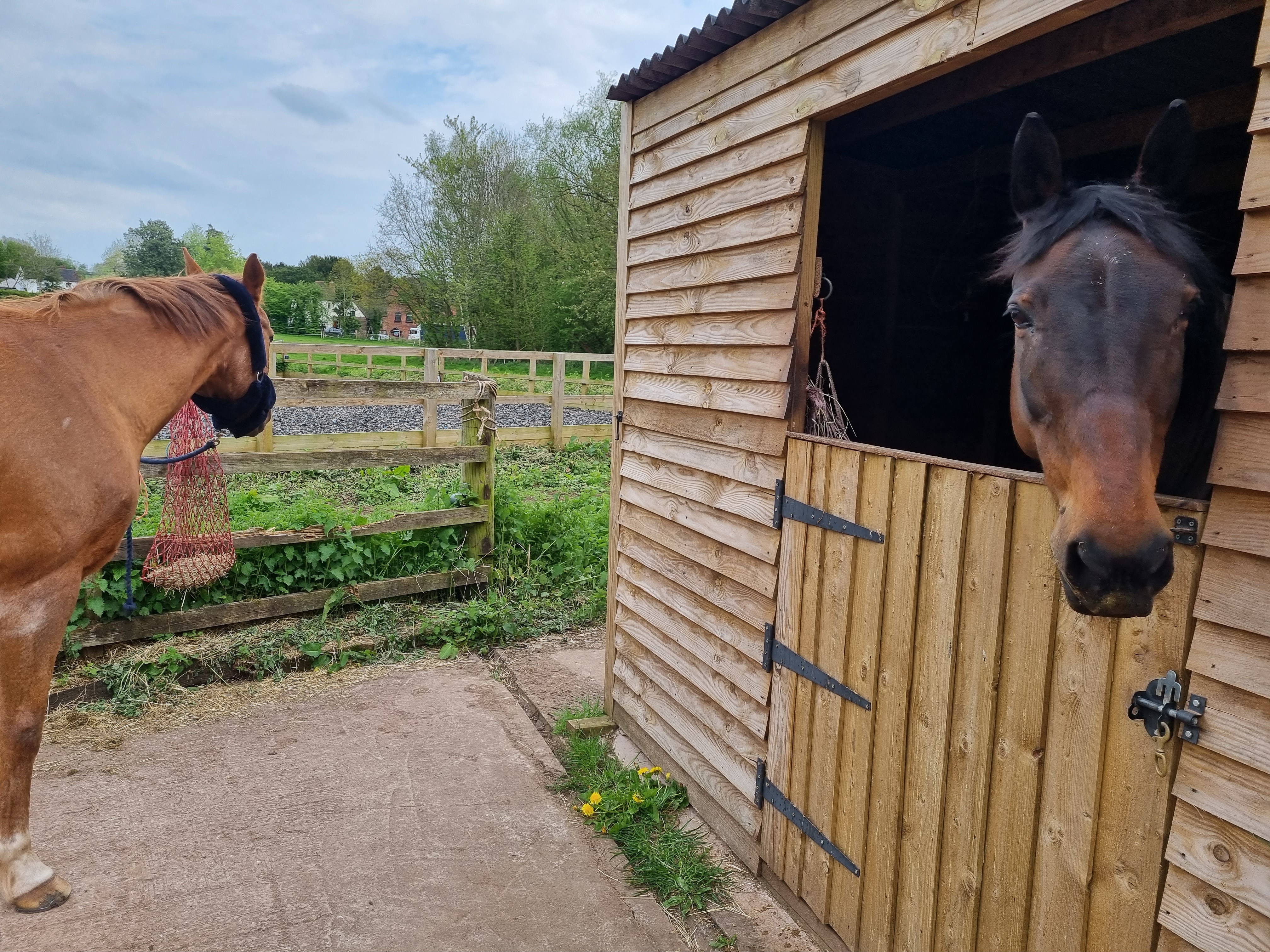 Horse in stables