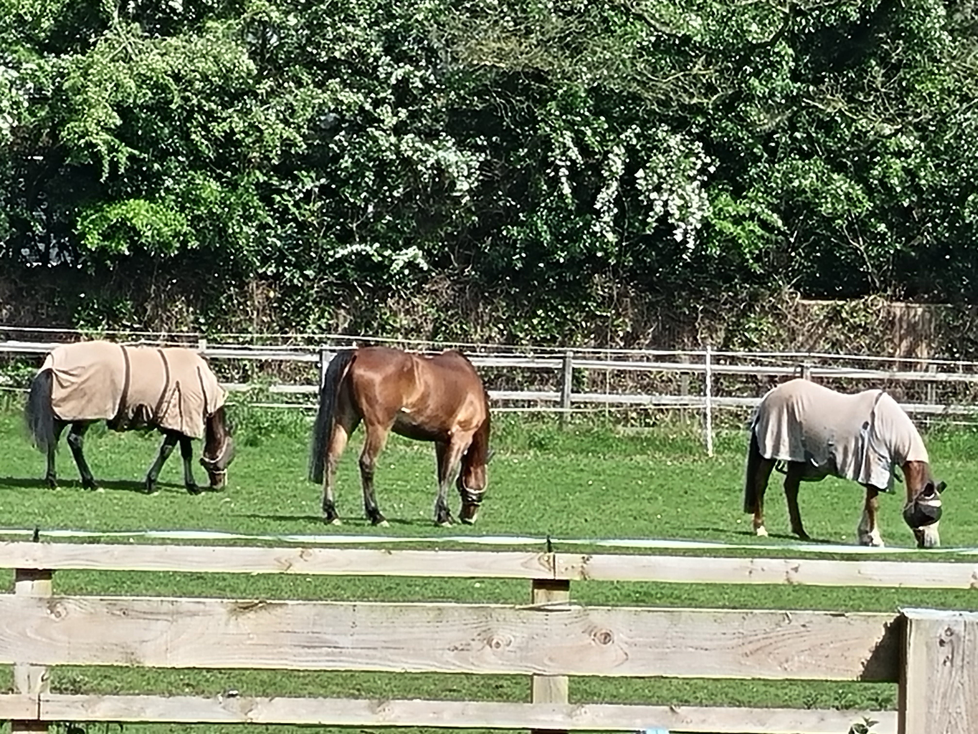 Horses in field