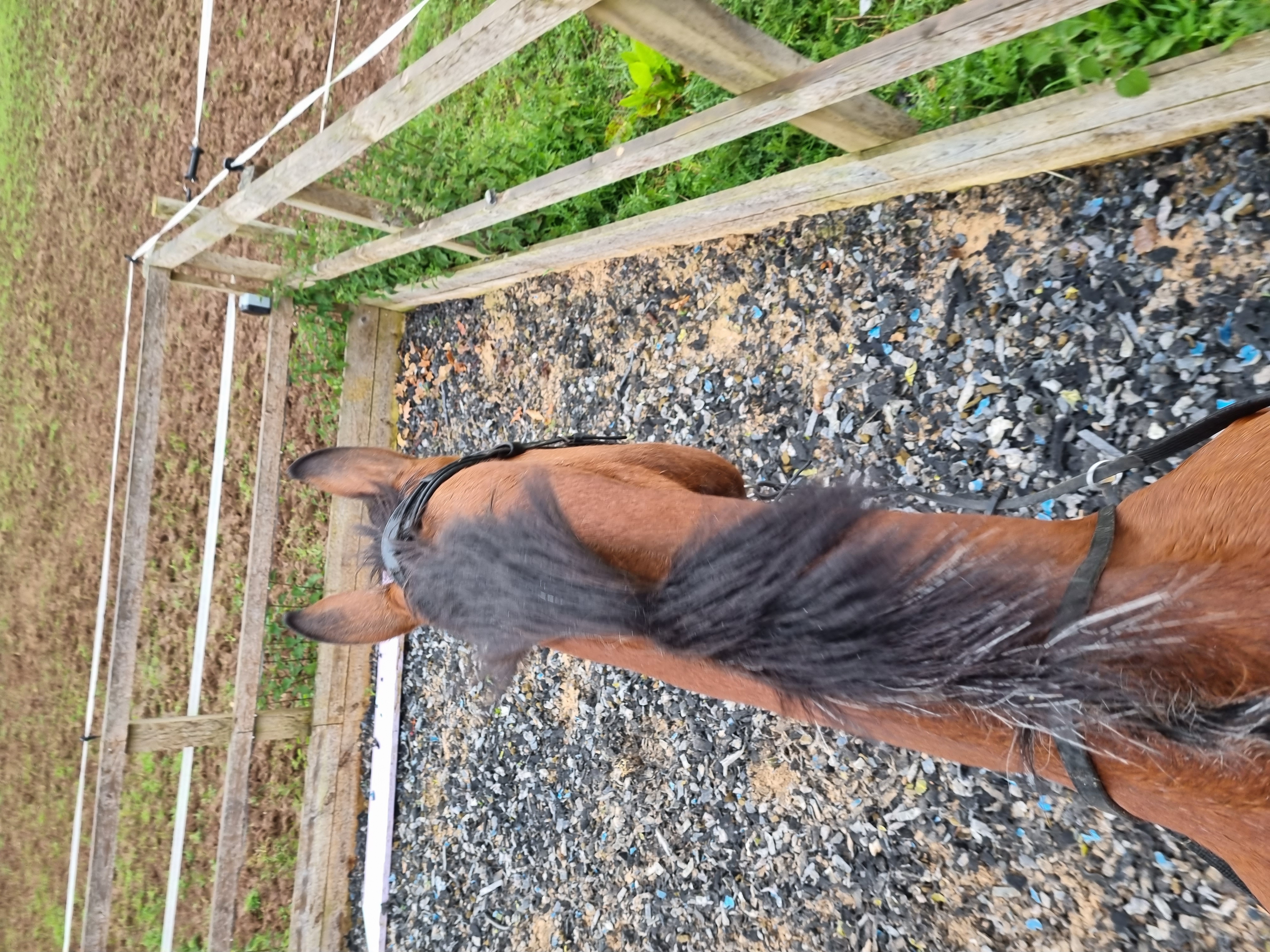 Horse