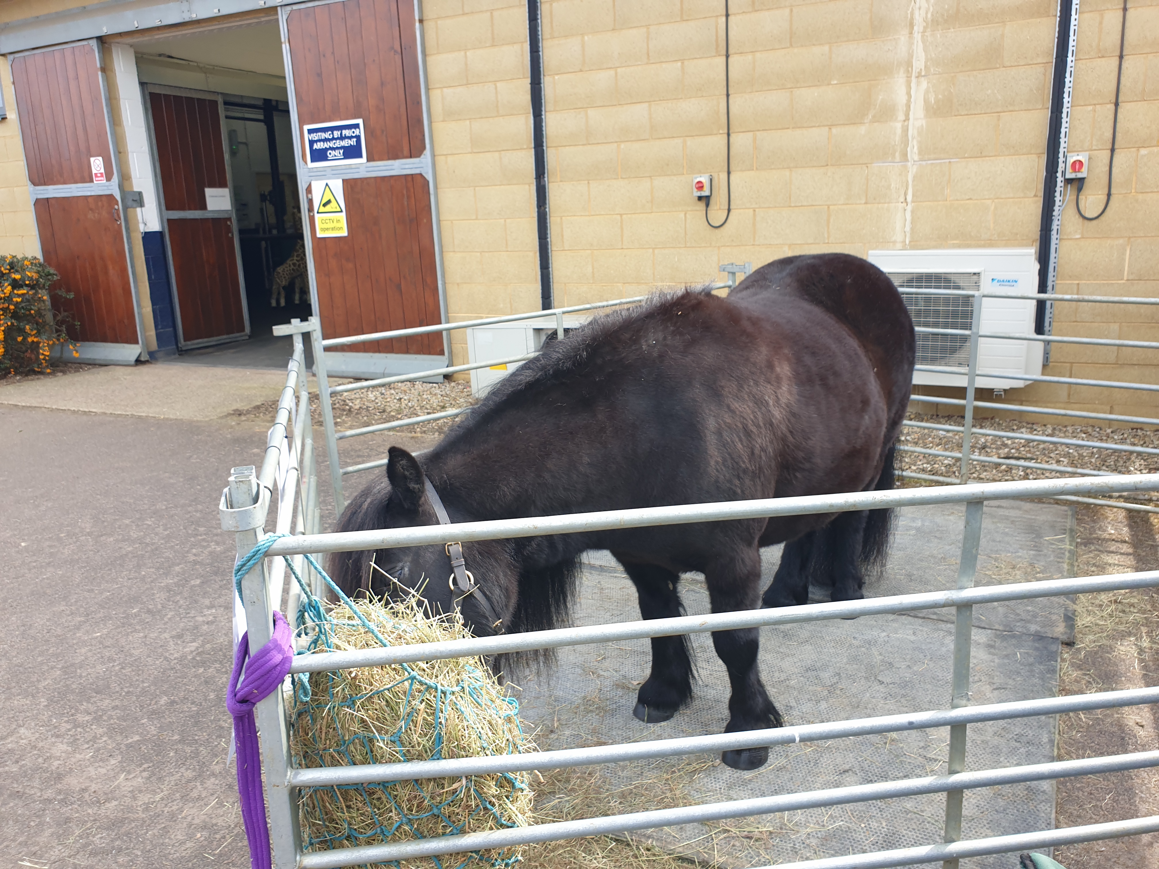 Horse eating