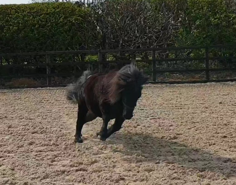Horse running