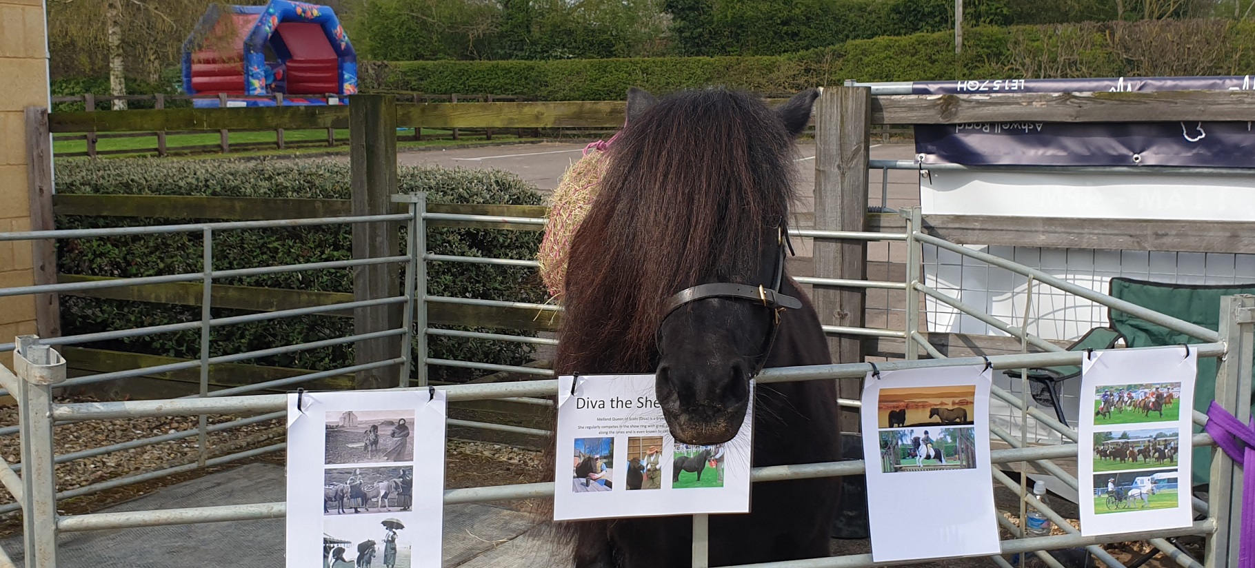 The Not-So-Secret Diary of Diva the Shetland Pony - Open Day