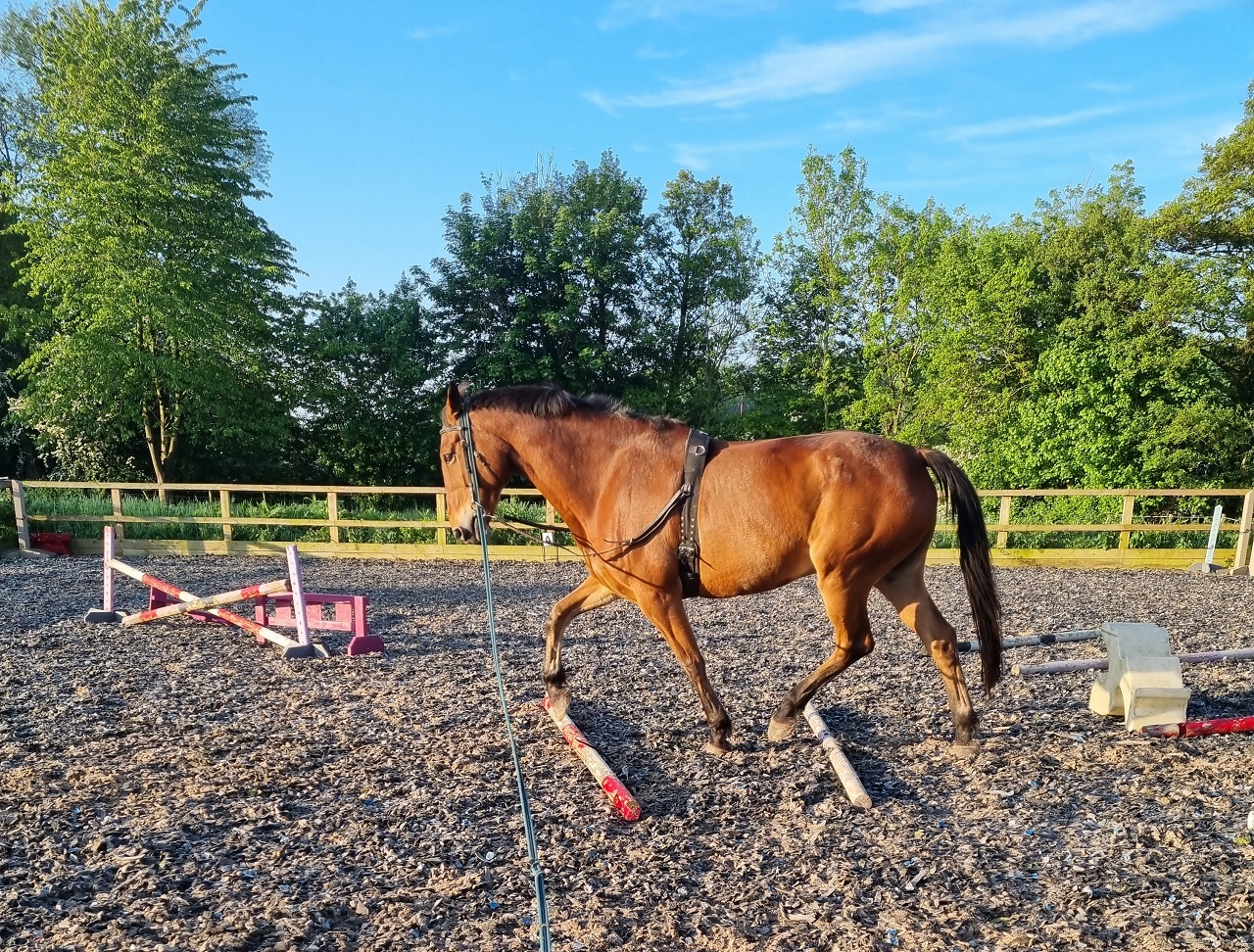 Brown horse