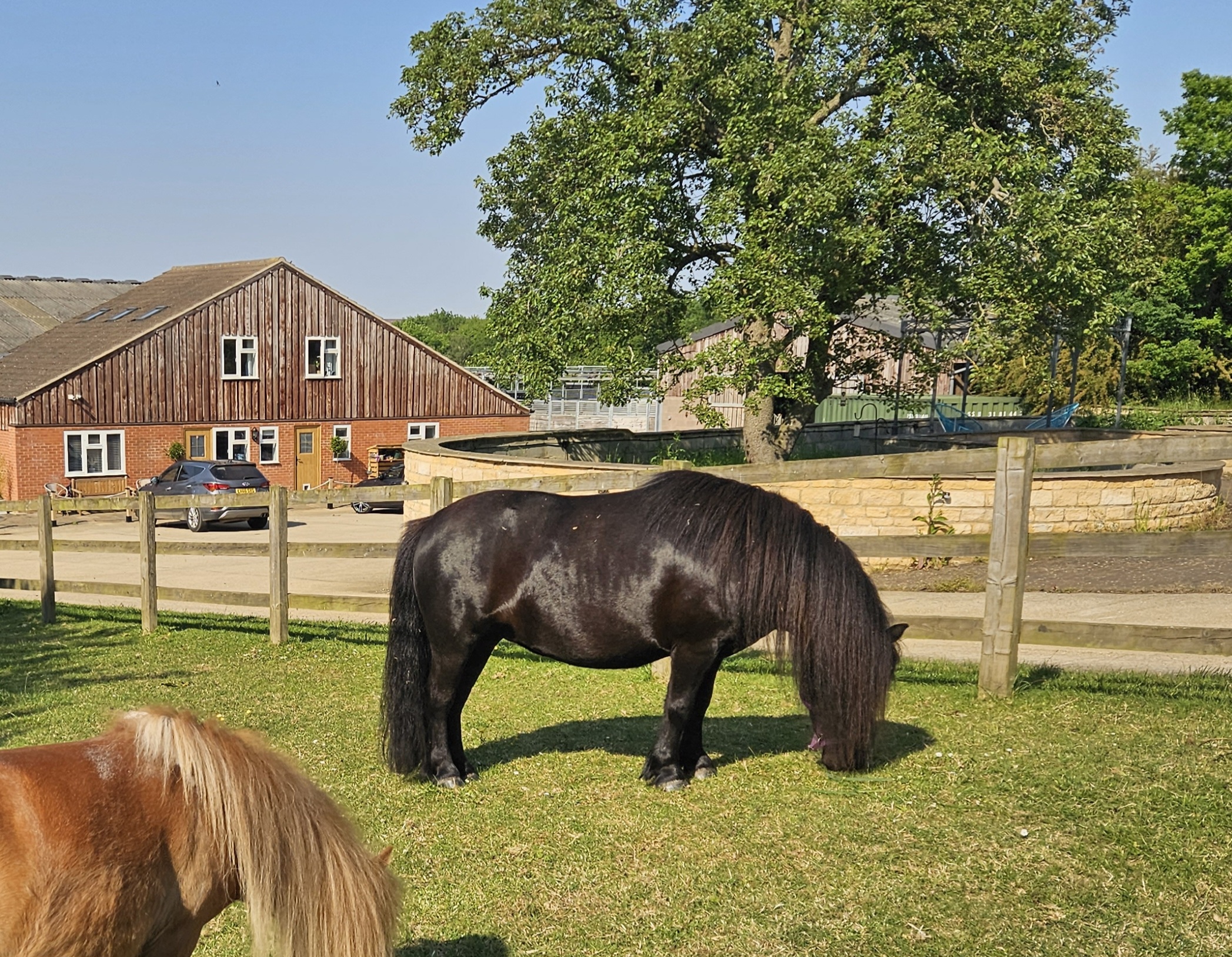 Horse
