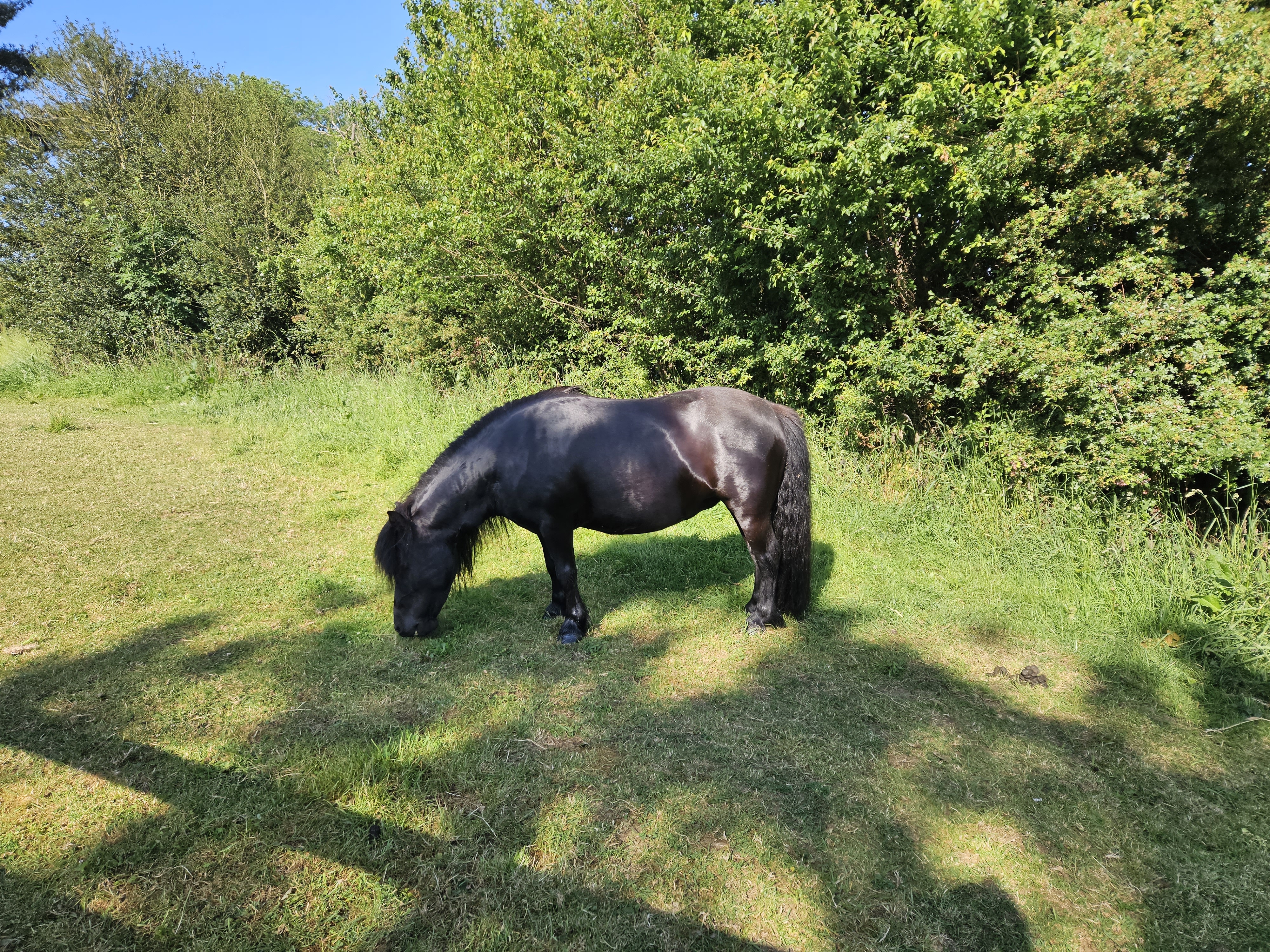The Not-So-Secret Diary of Diva the Shetland Pony - Too Much Grass!