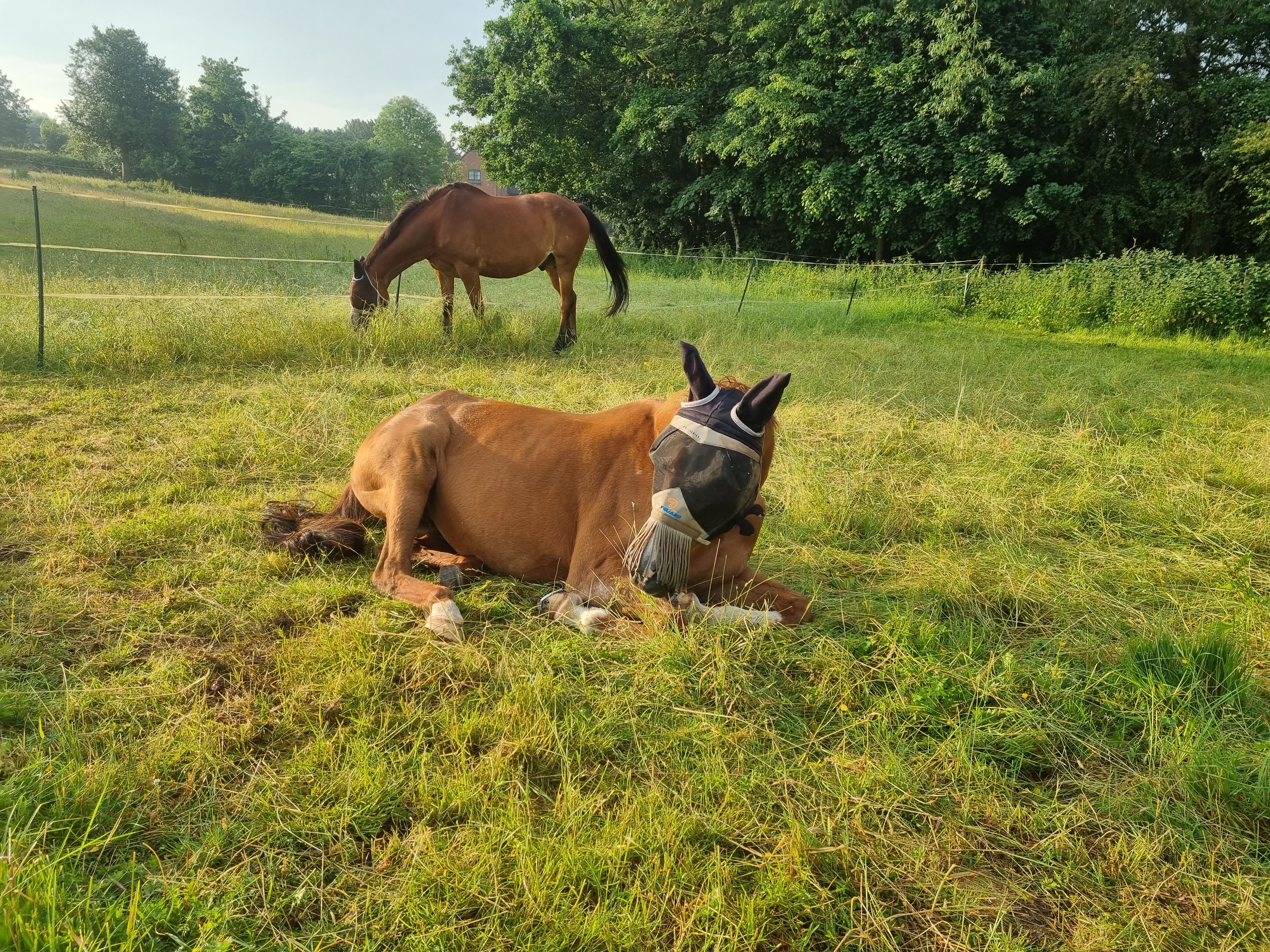Horse laying down