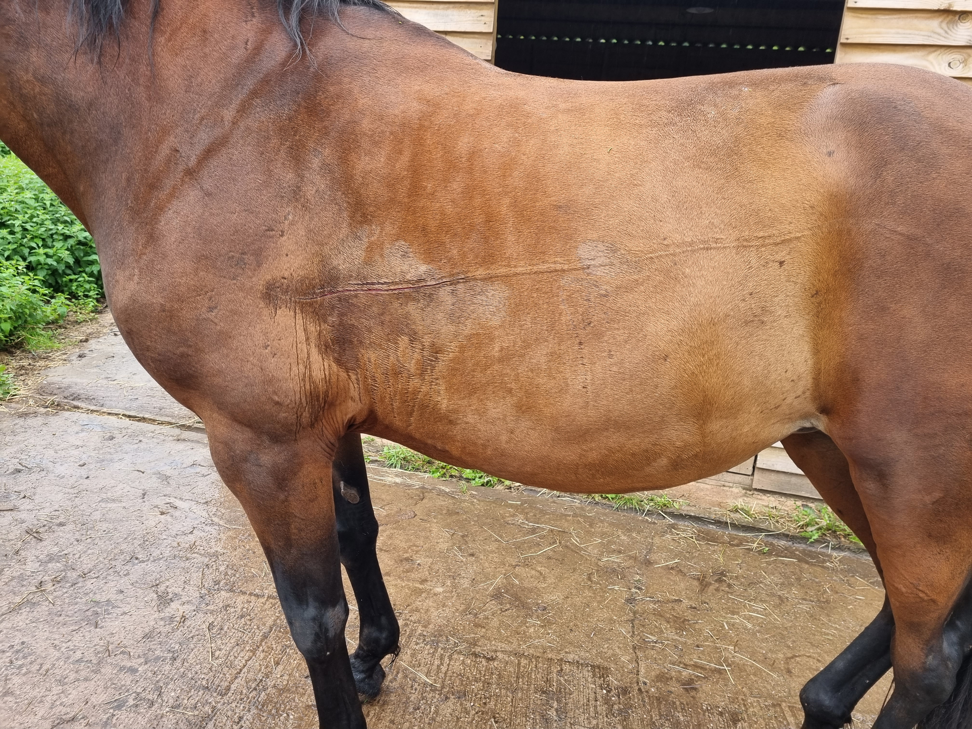 Horse injury