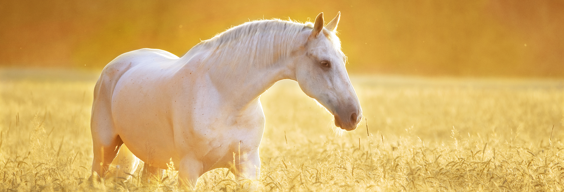 Horse Trailer Insurance Get A Quote Today Equesure