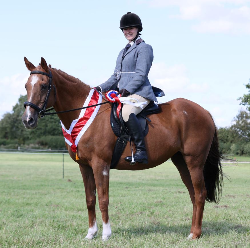 Horse at show