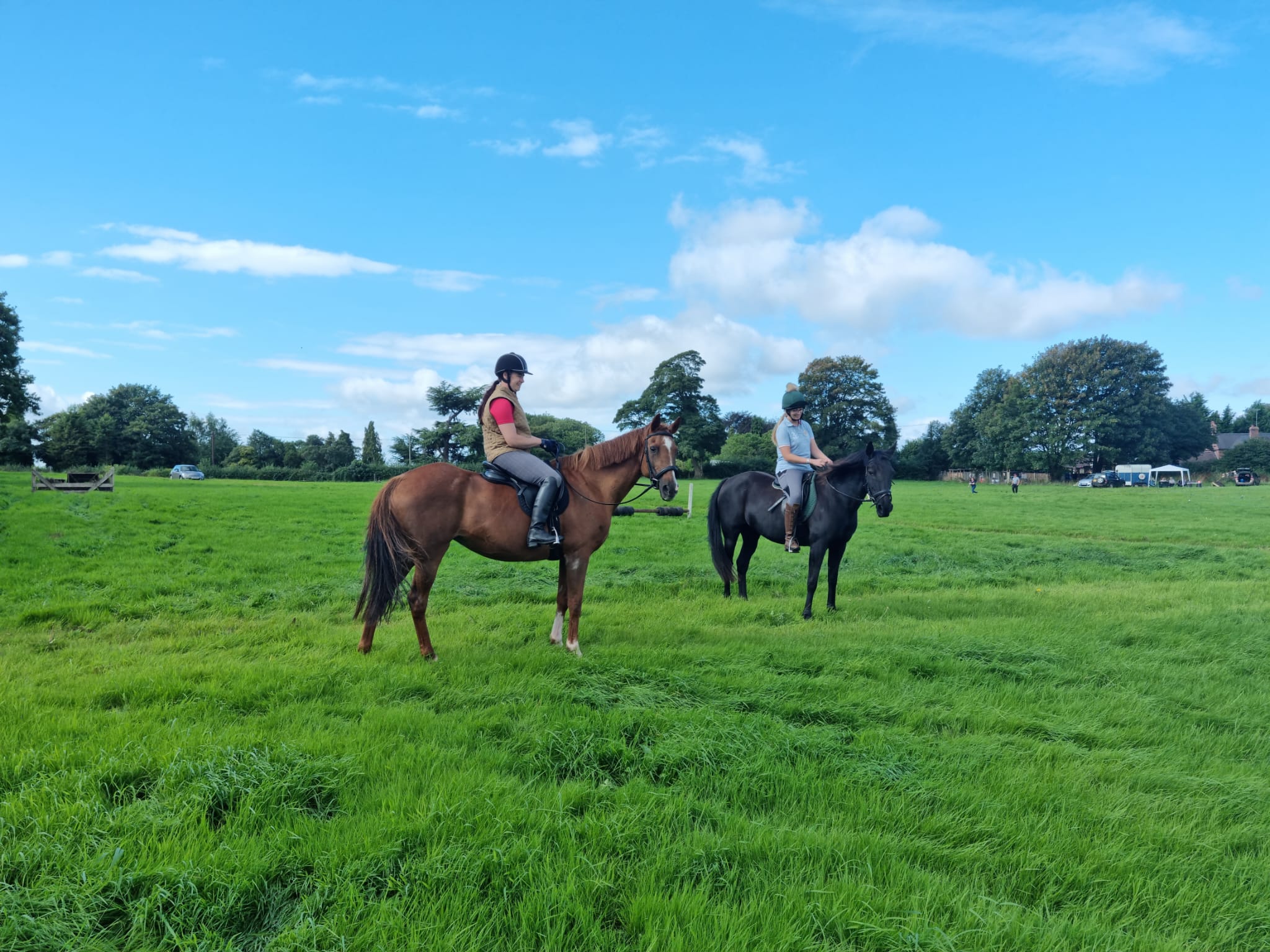 Horses in field