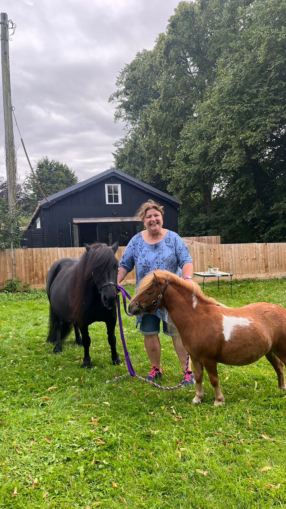 Shetland Pony