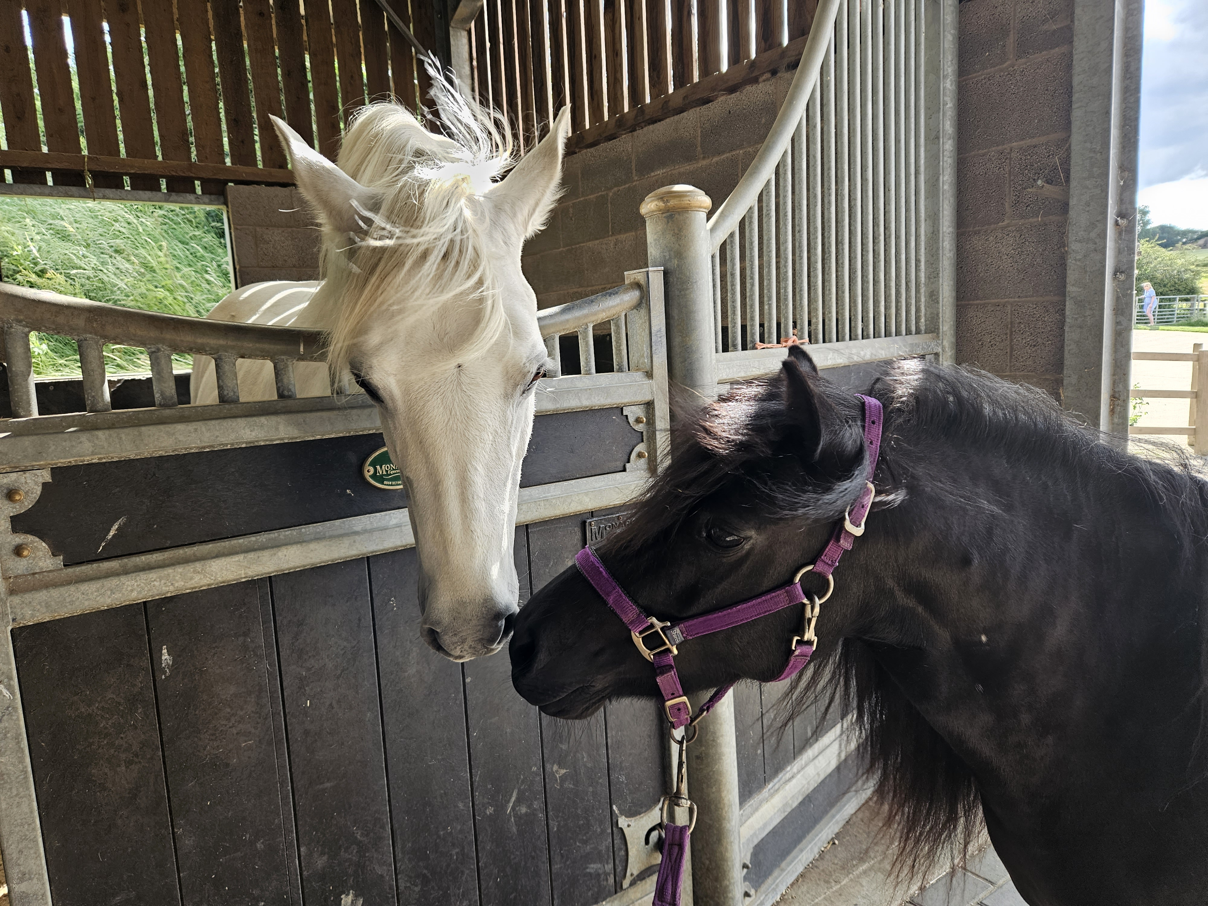 Horses touching noses