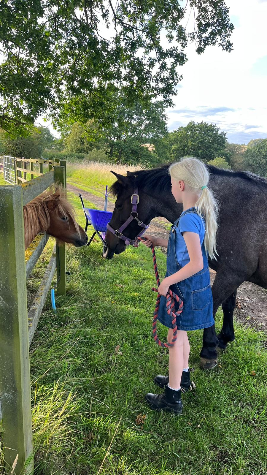 Horses in field