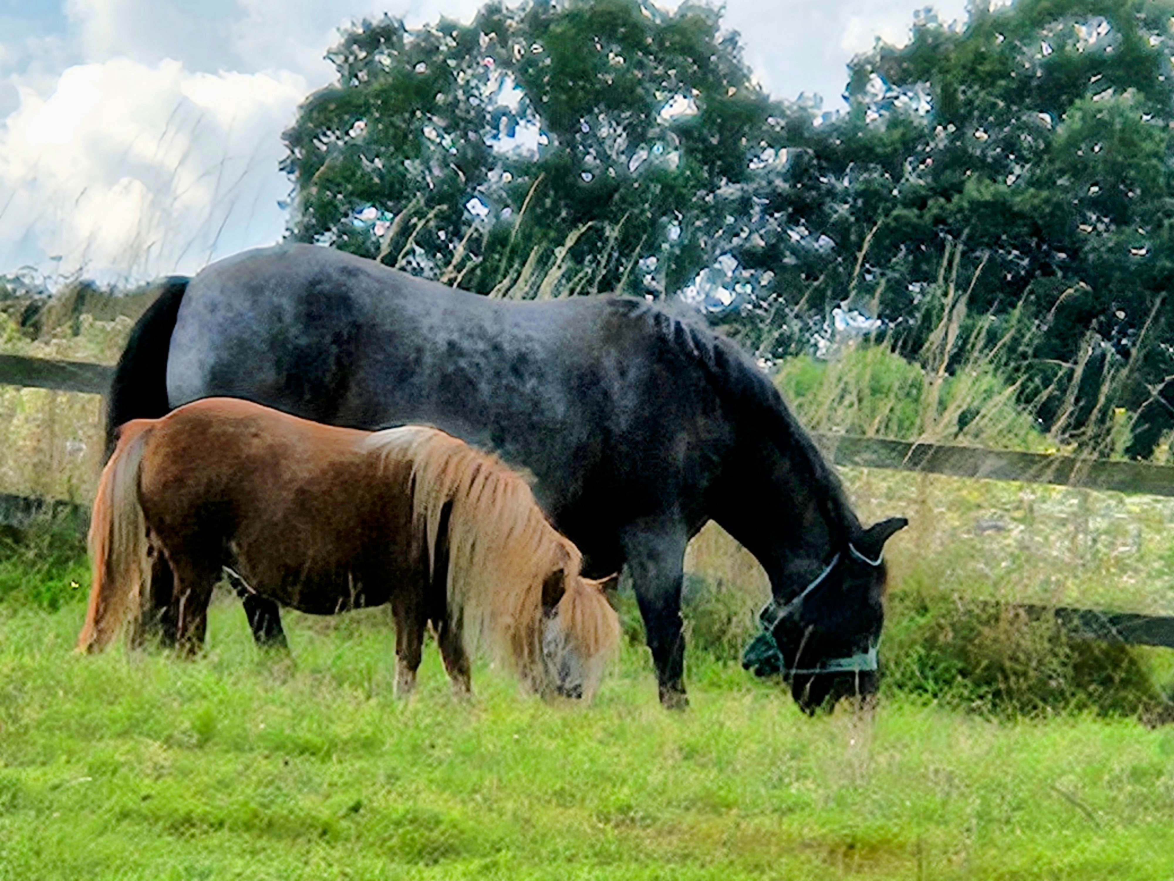 Horses grazing