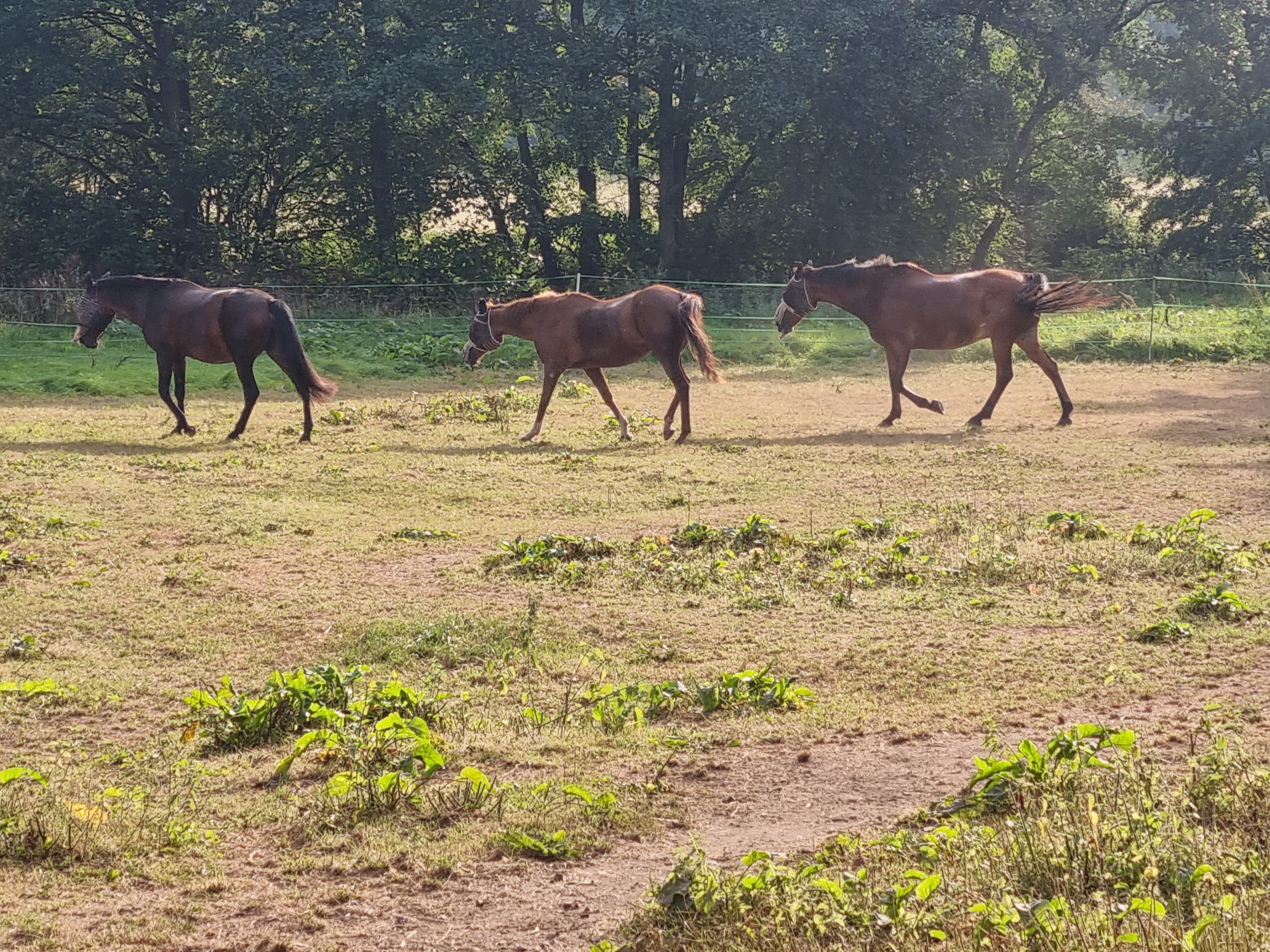 Horses in field