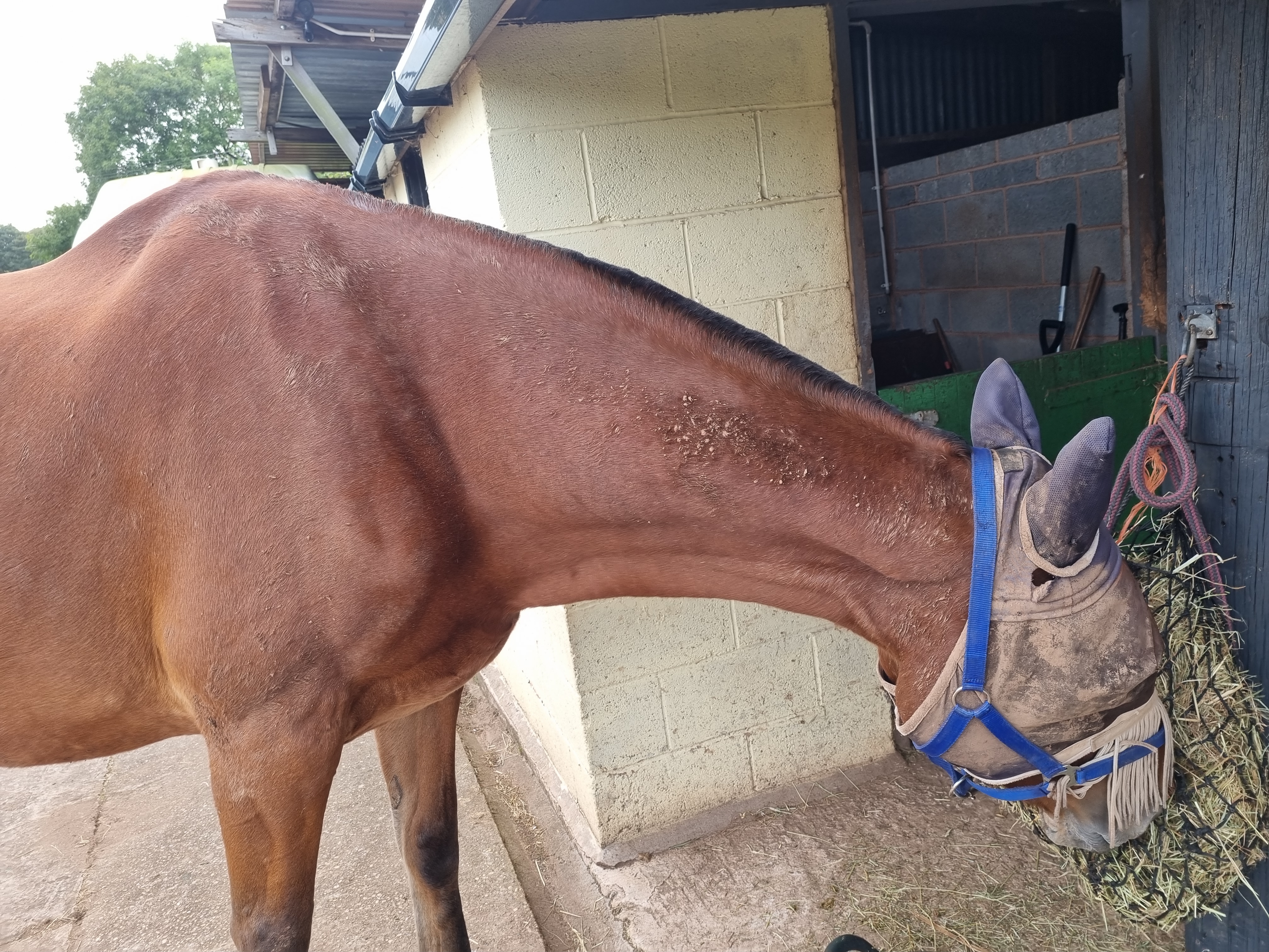 Brown Horse eating